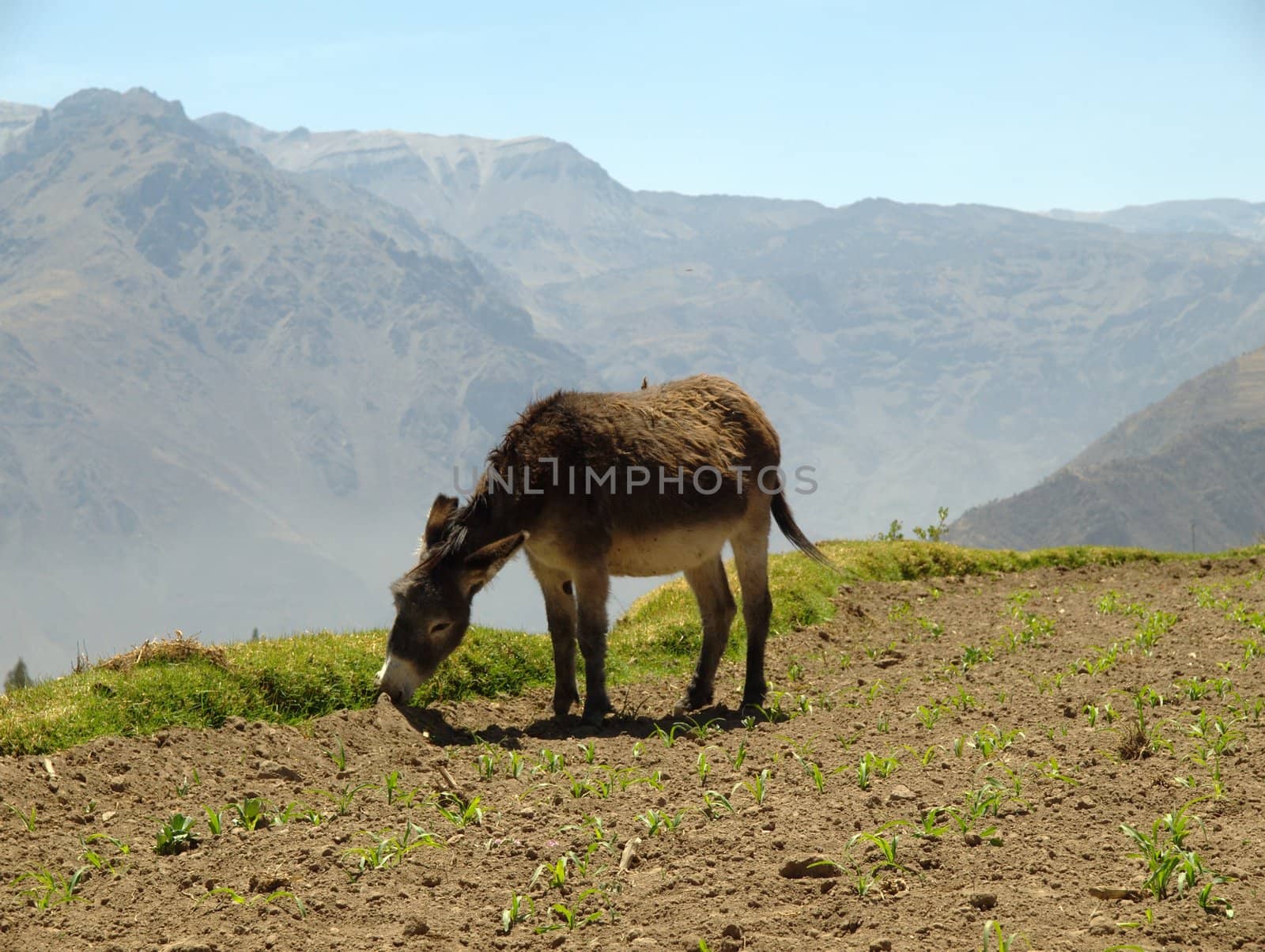 Feeding donkey against clear blue sky in mountain of Peru