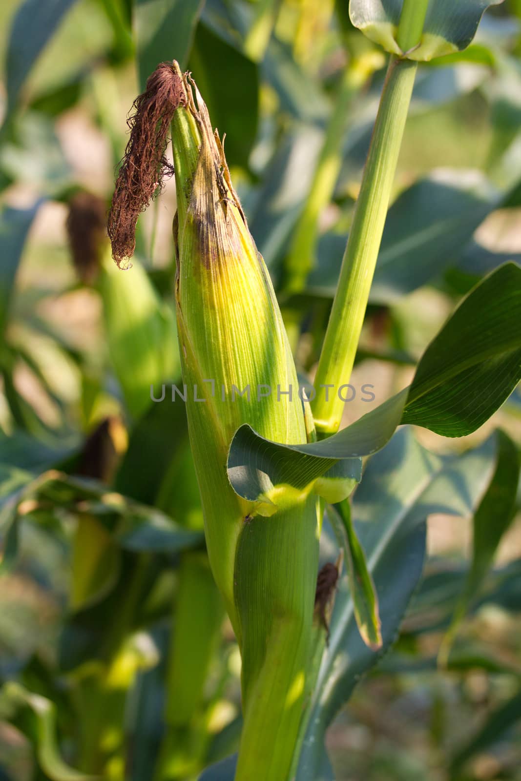 close-up corn on field