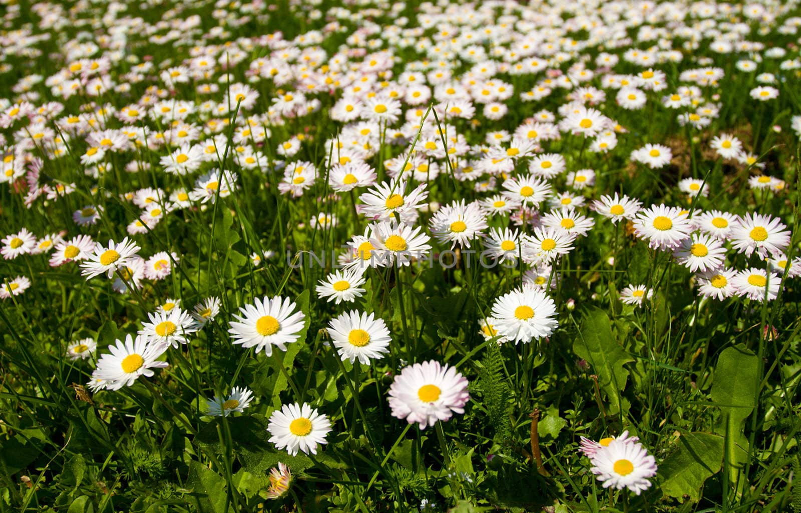 field with blooming daisies in spring by Alekcey