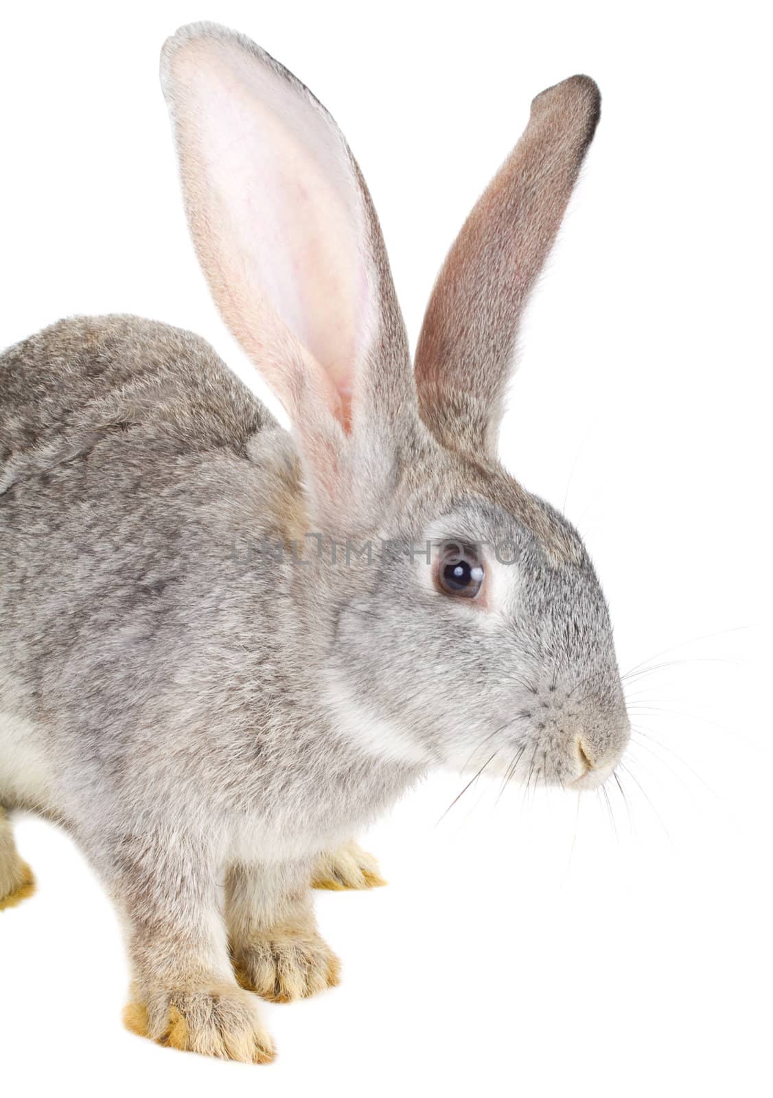 close-up gray rabbit, isolated on white