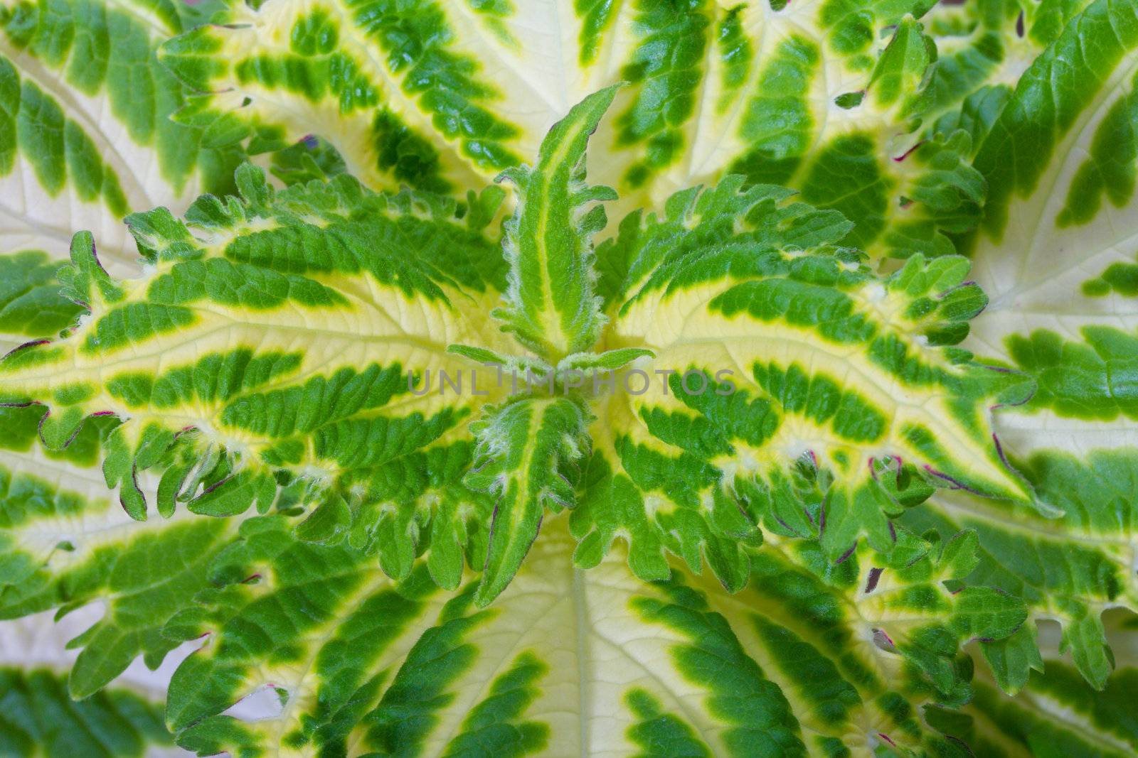 close-up leaves of coleus 