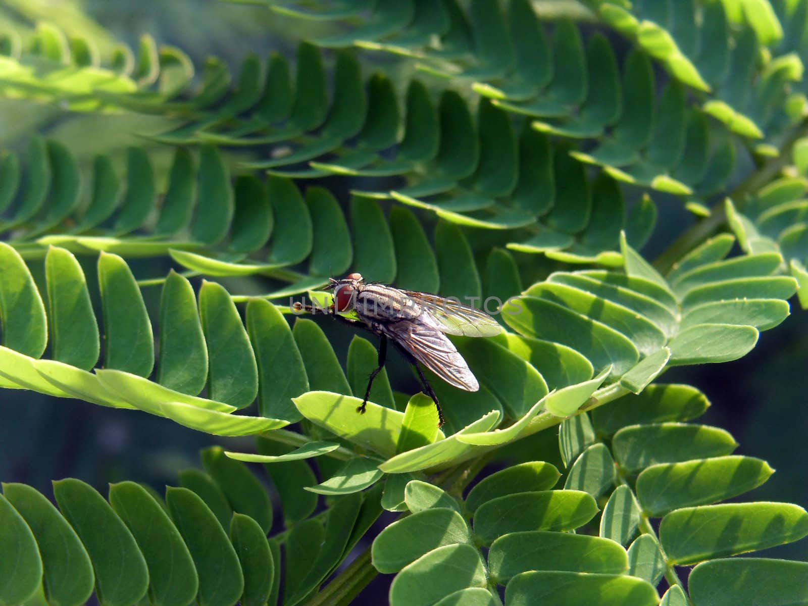 fly on acacia tree