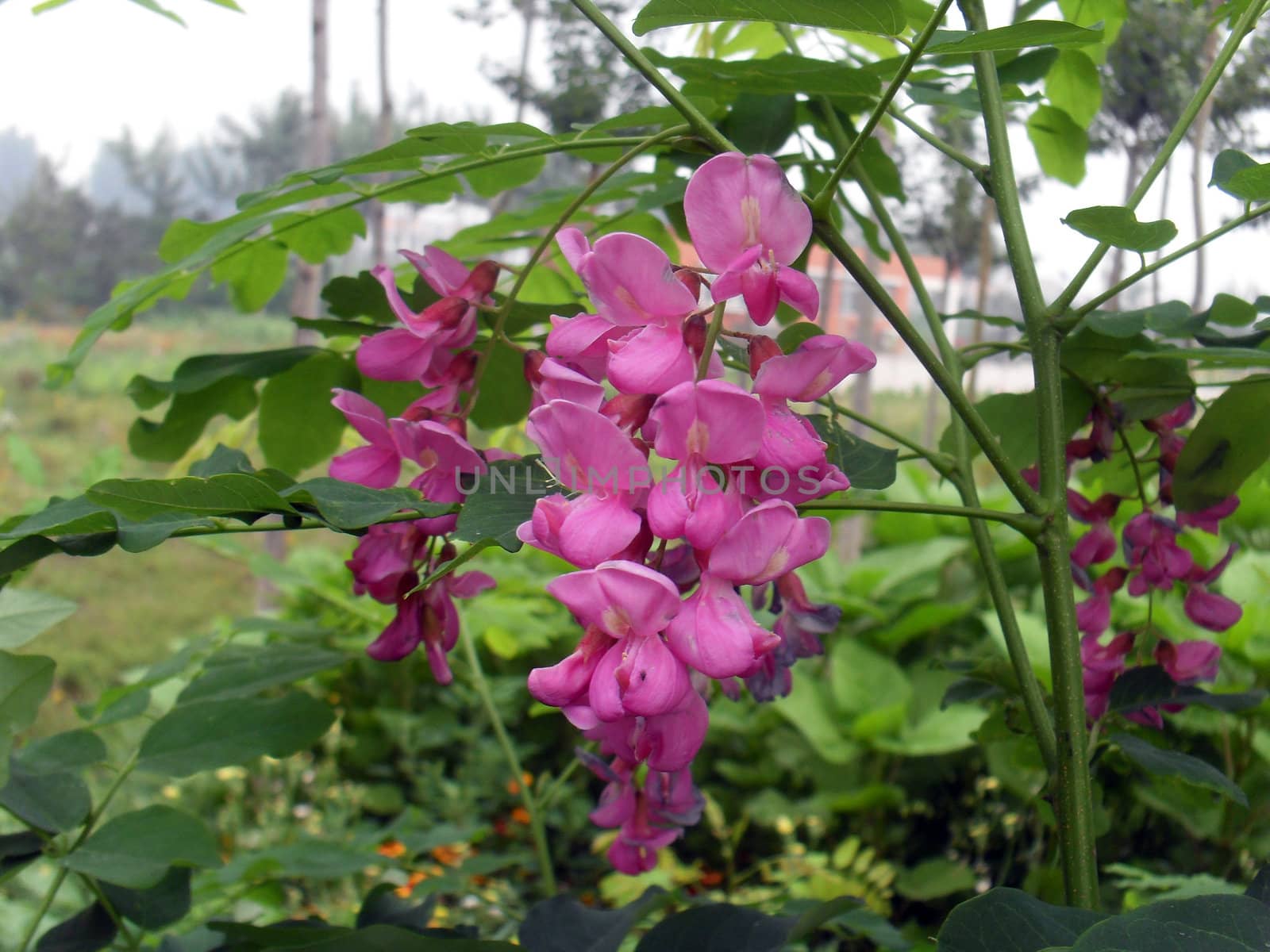 a special plant in China