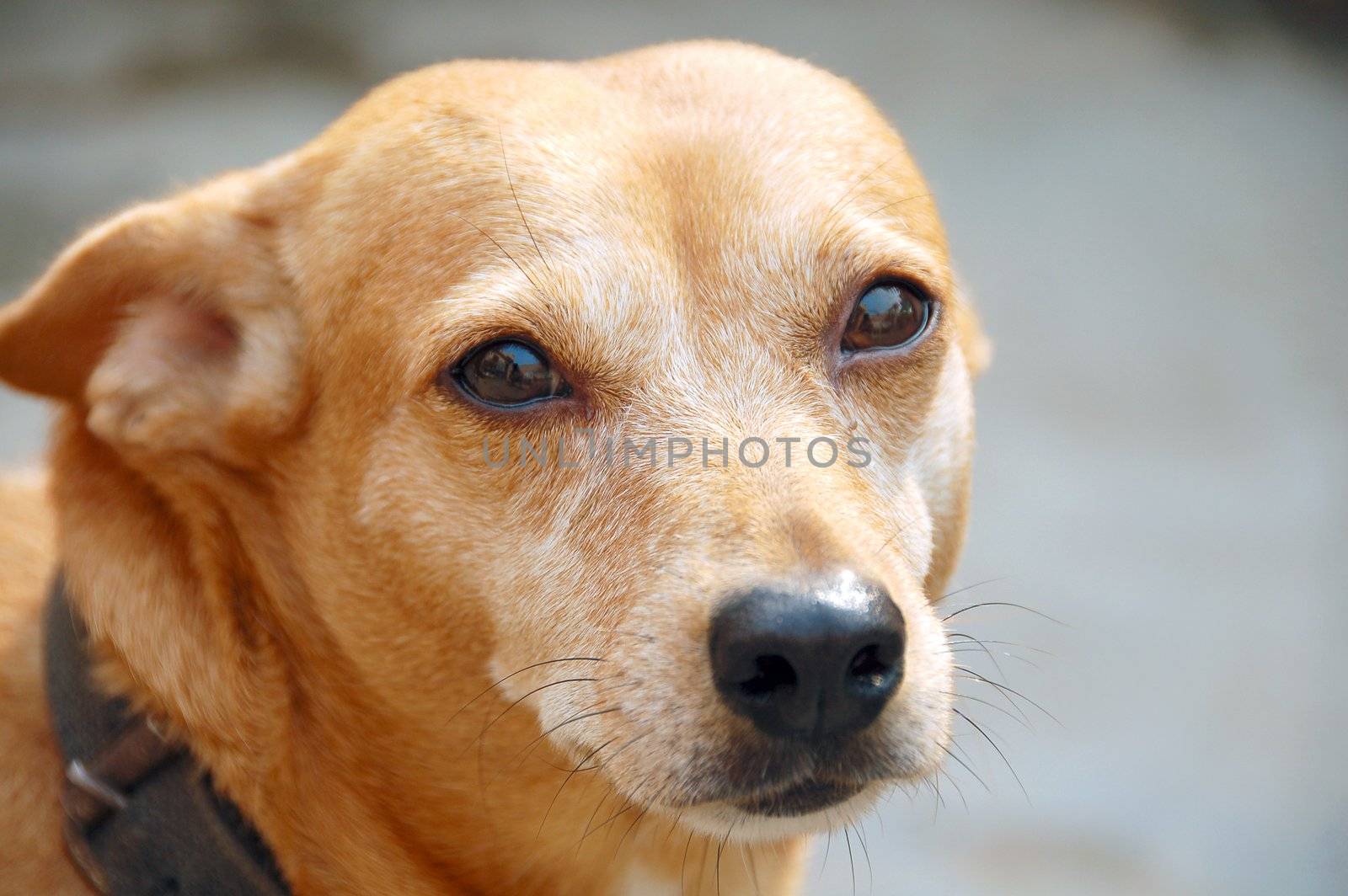 an isolated shot of Dog Face Closeup