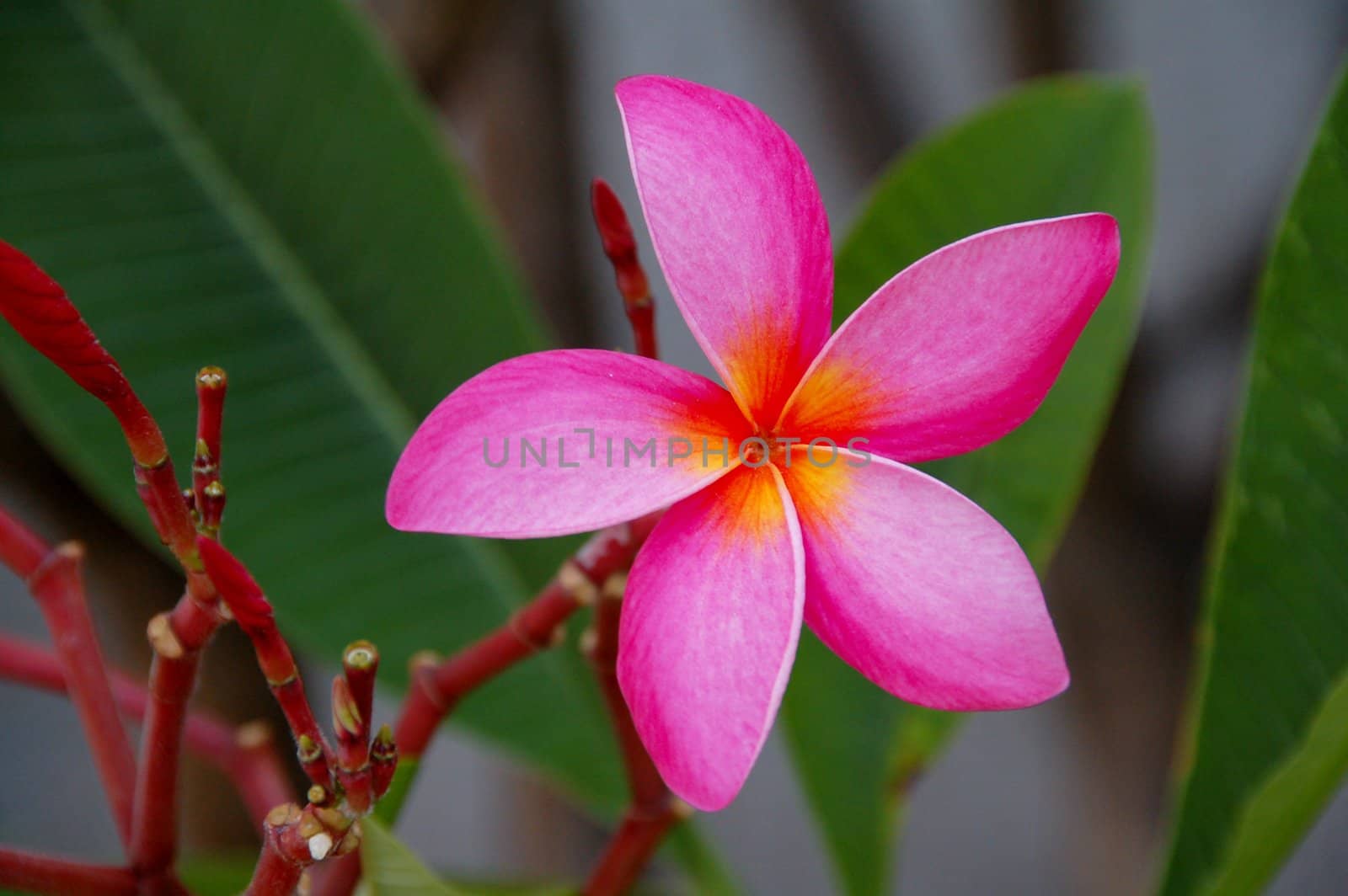 an isolated shot of Pink Plumeria Flower