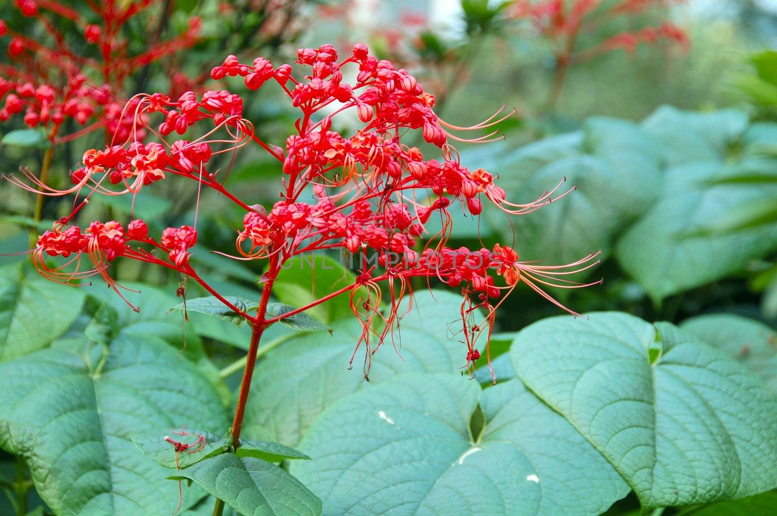 an isolated shot of Red Elongated Flowers