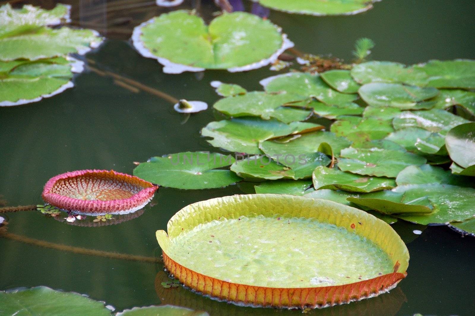 an isolated shot of Green Lotus Leaves in a pond