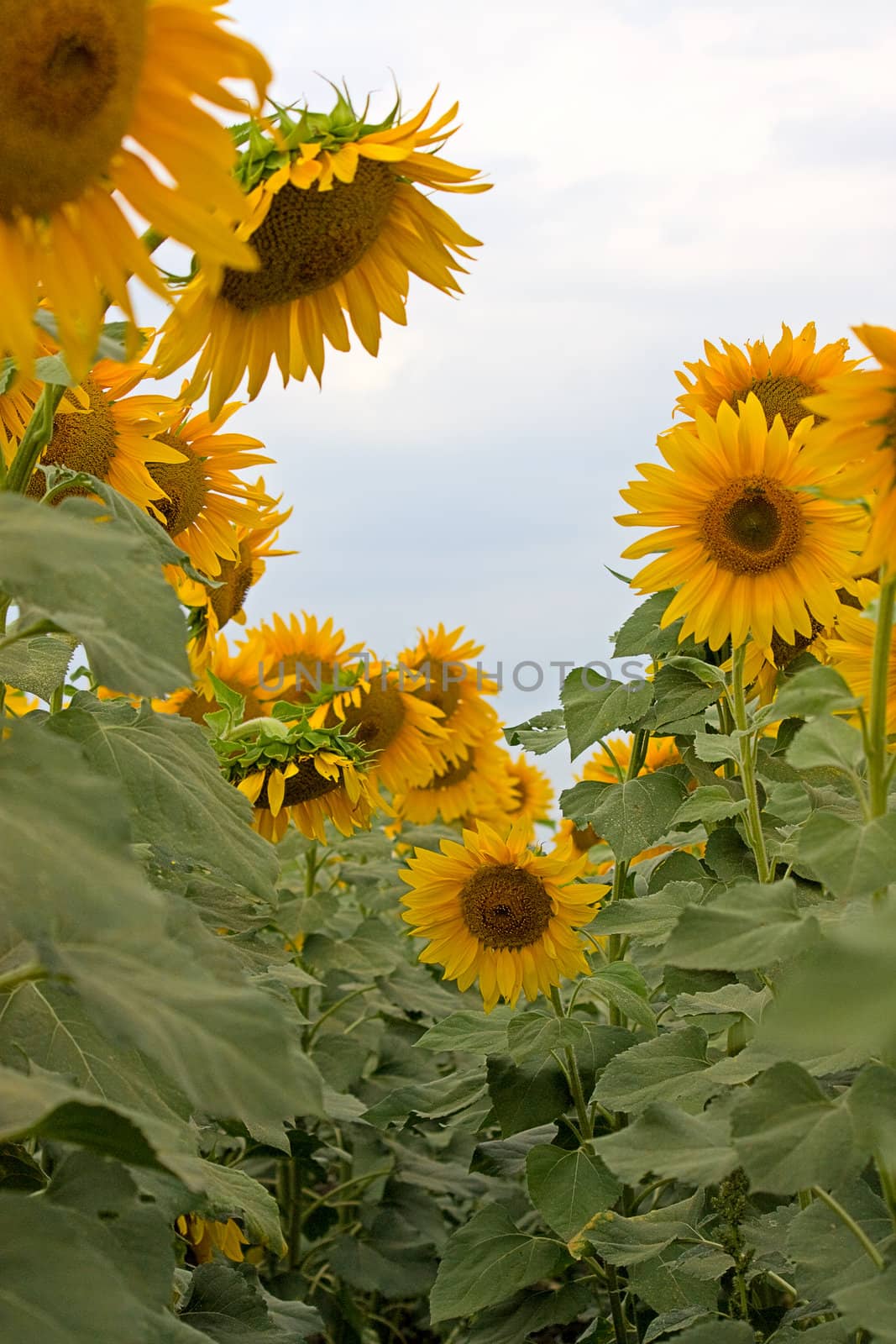Large field of blooming sunflowers. An image with shallow depth of field
