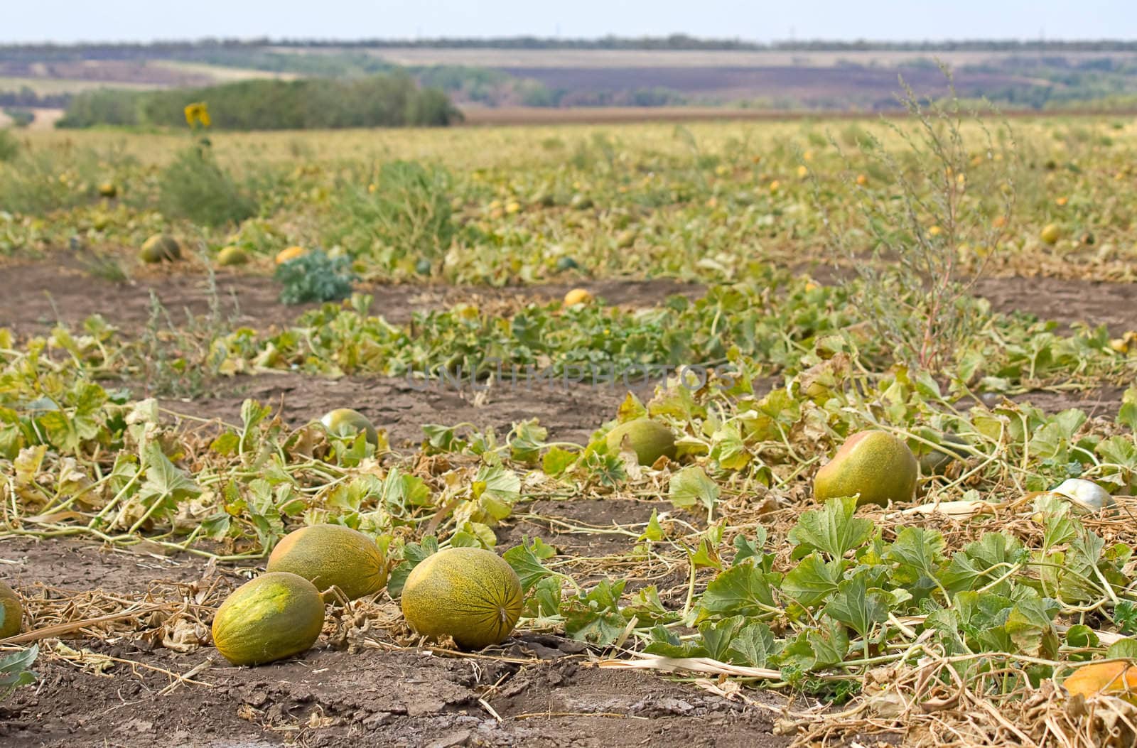Ripe melons are on the ground on a large field of melons.