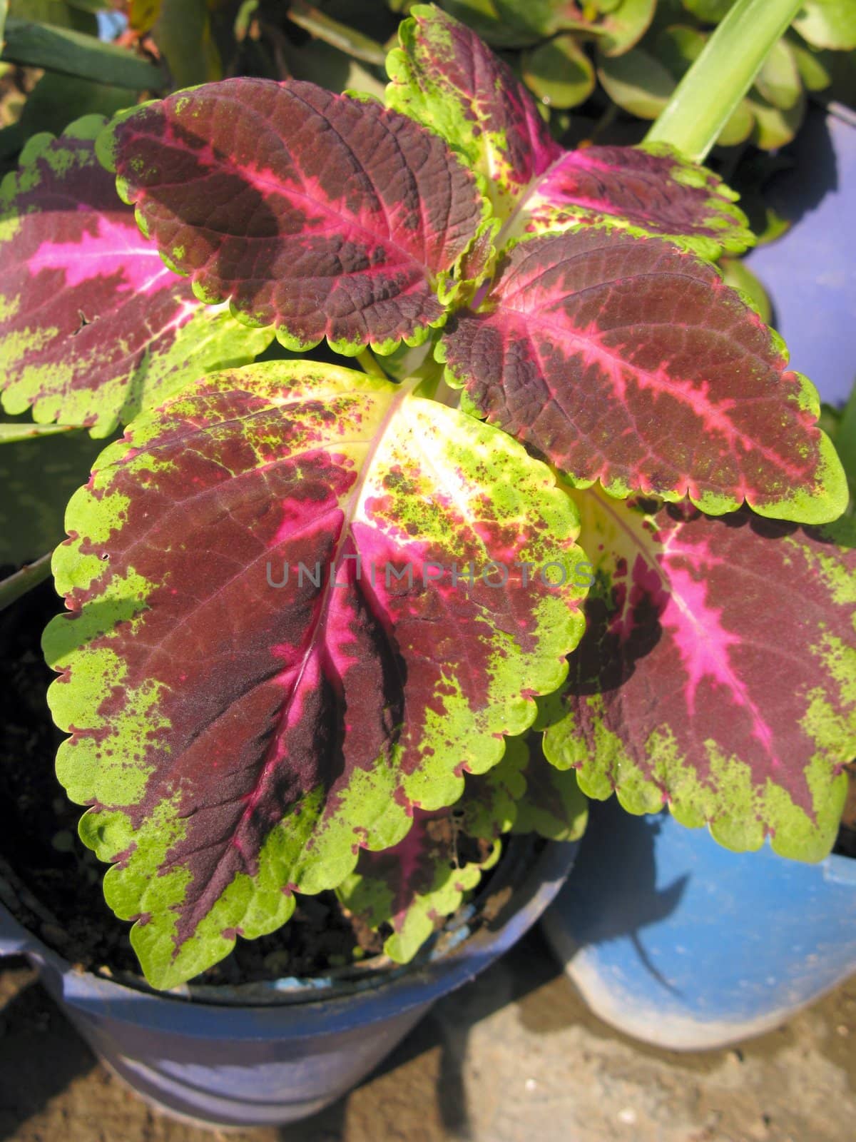 an isolated shot of colorful Ornamental Decor Plants