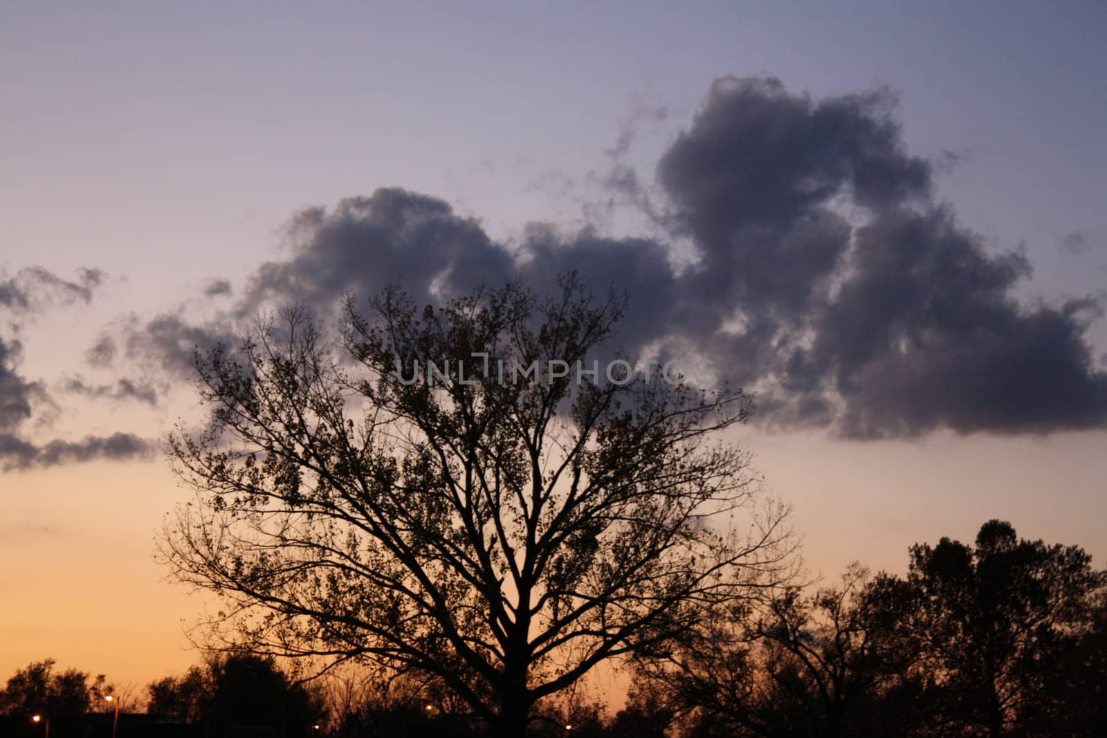 shadow tree in the sunset