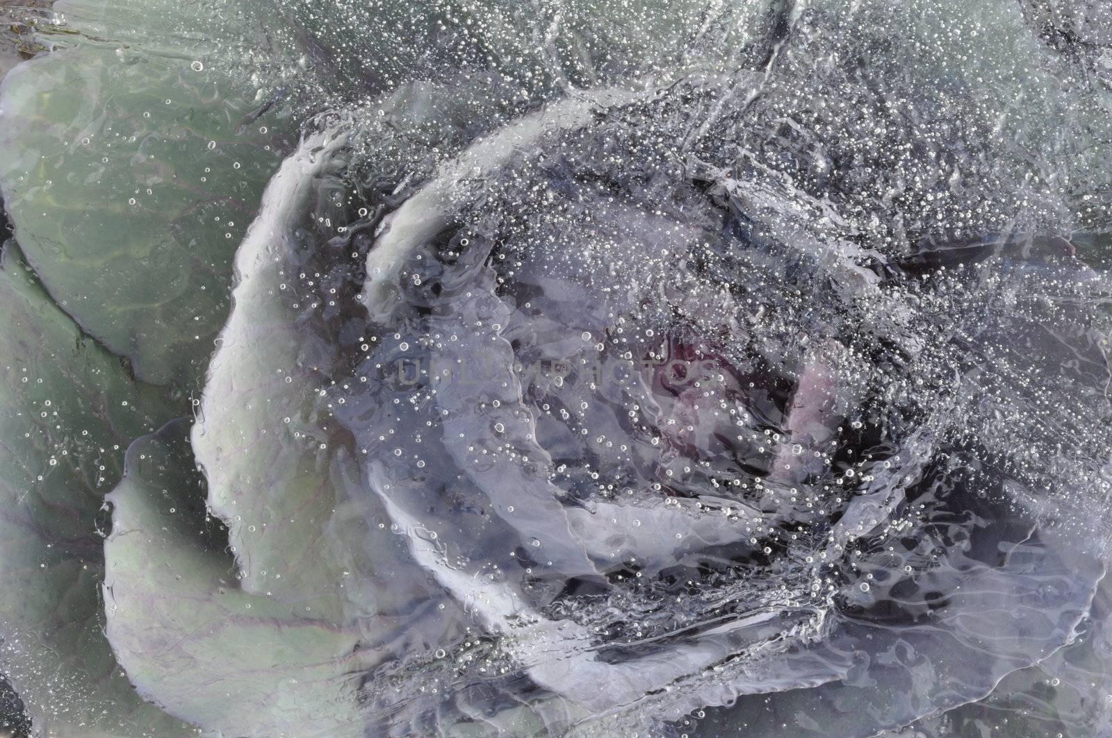 Winter frosty photo: cabbage cauliflower under ice