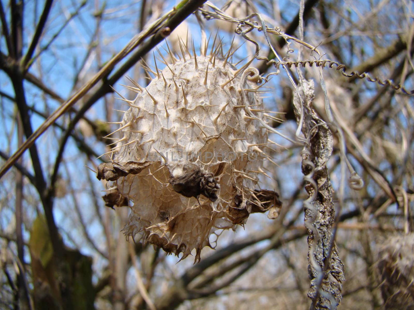 Dry flower