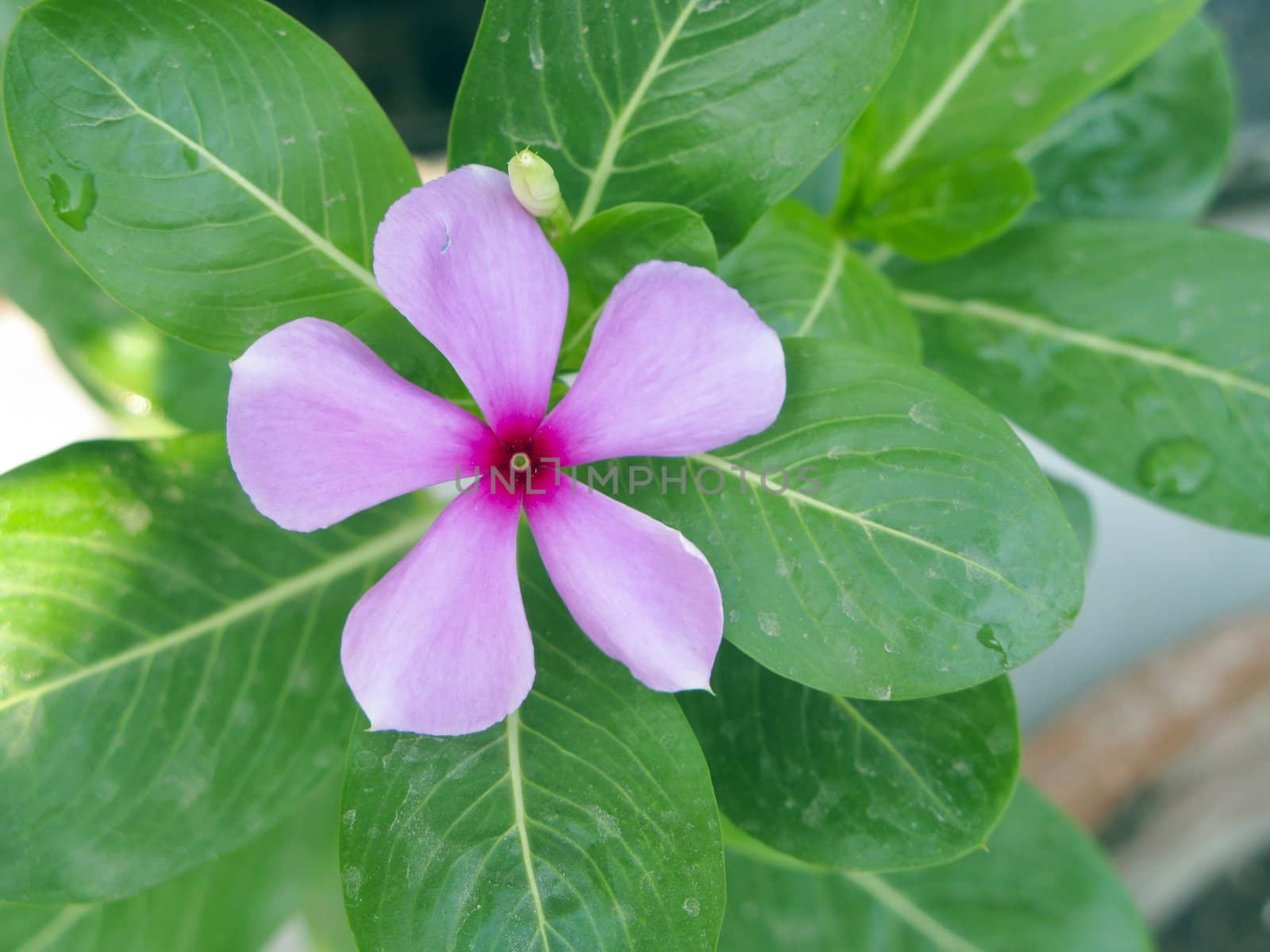 an isolated shot of a Magenta Flower