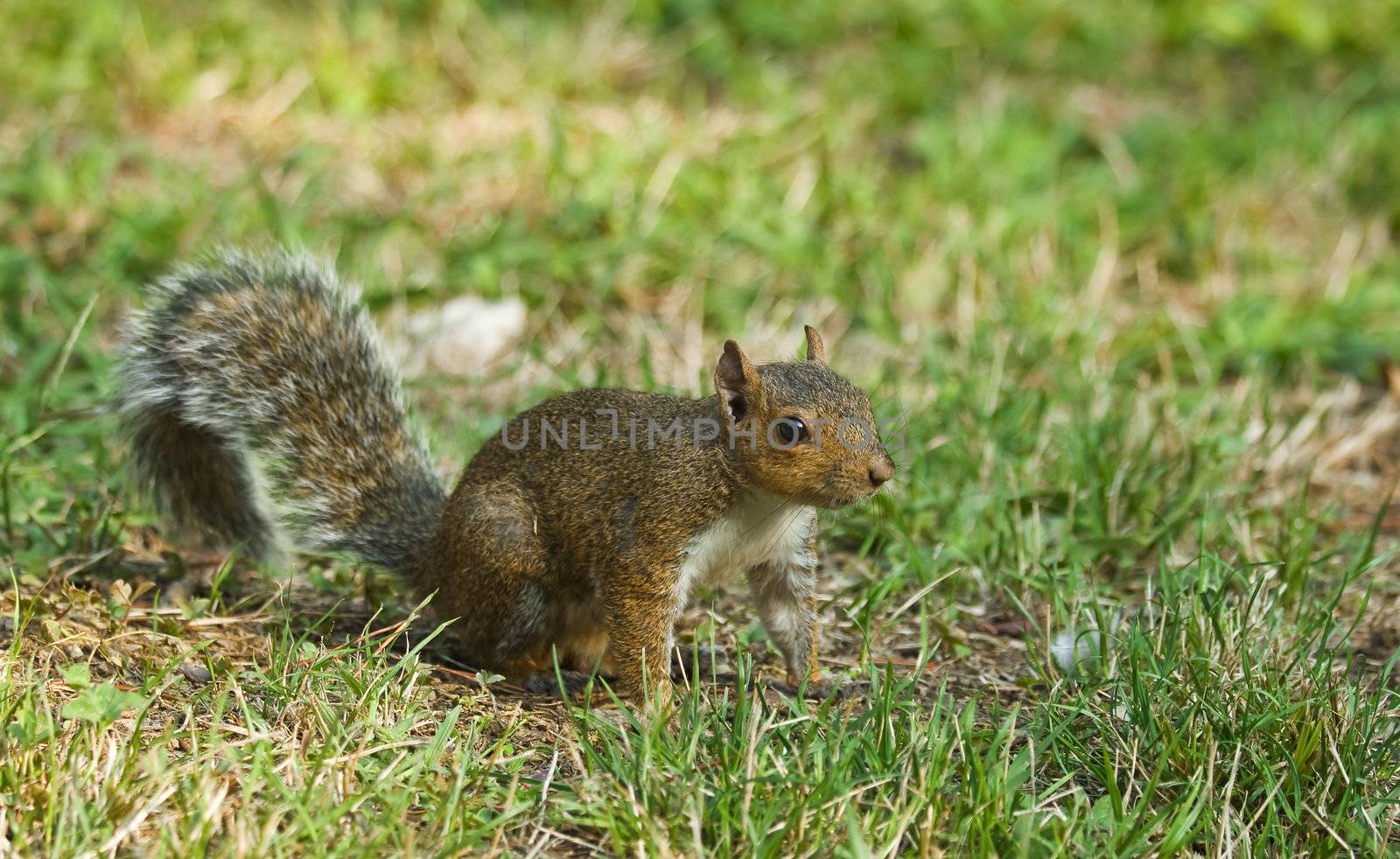 Little squirrel on green meadow in Italy