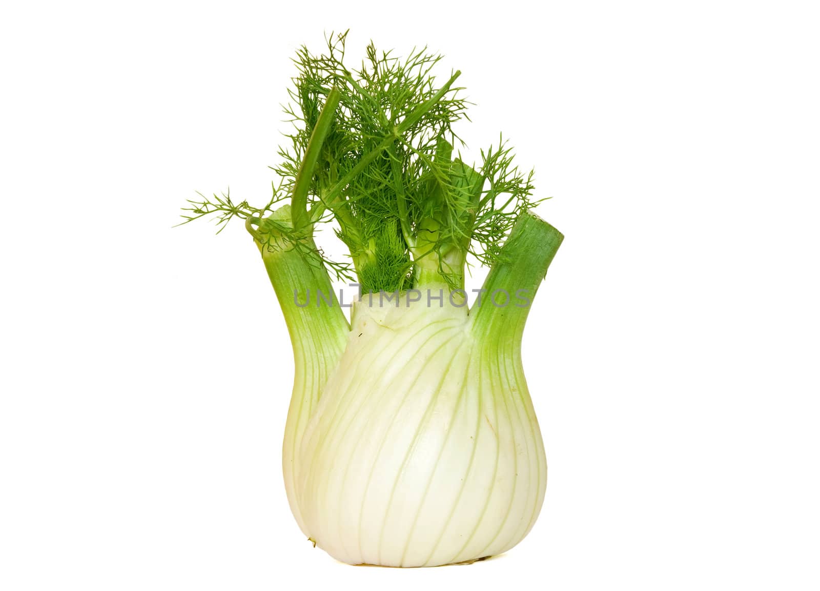 fennel isolated on white background