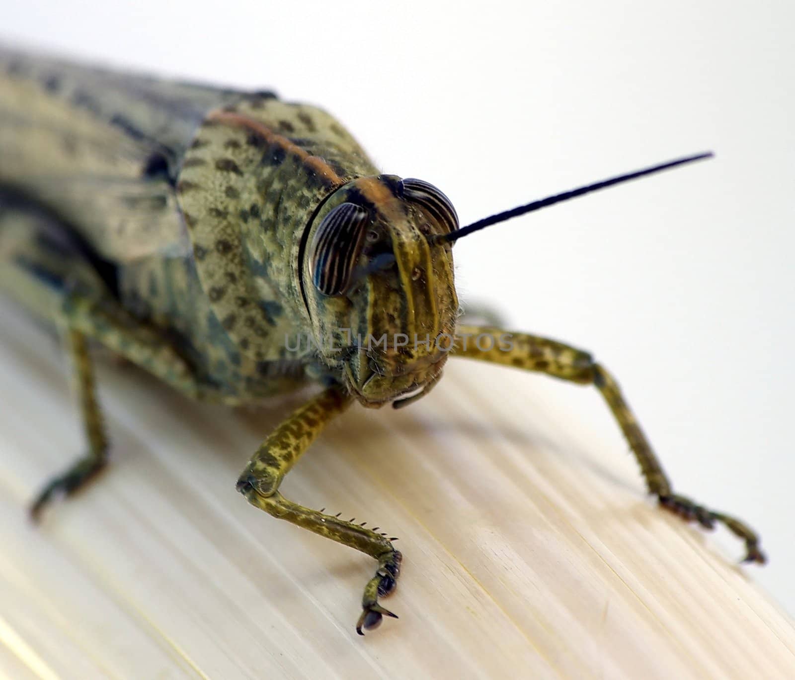 Grasshopper by FotoFrank
