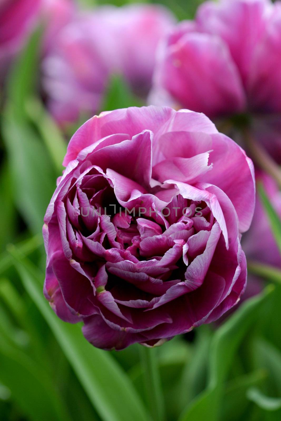 Layered tulip by Fotosmurf