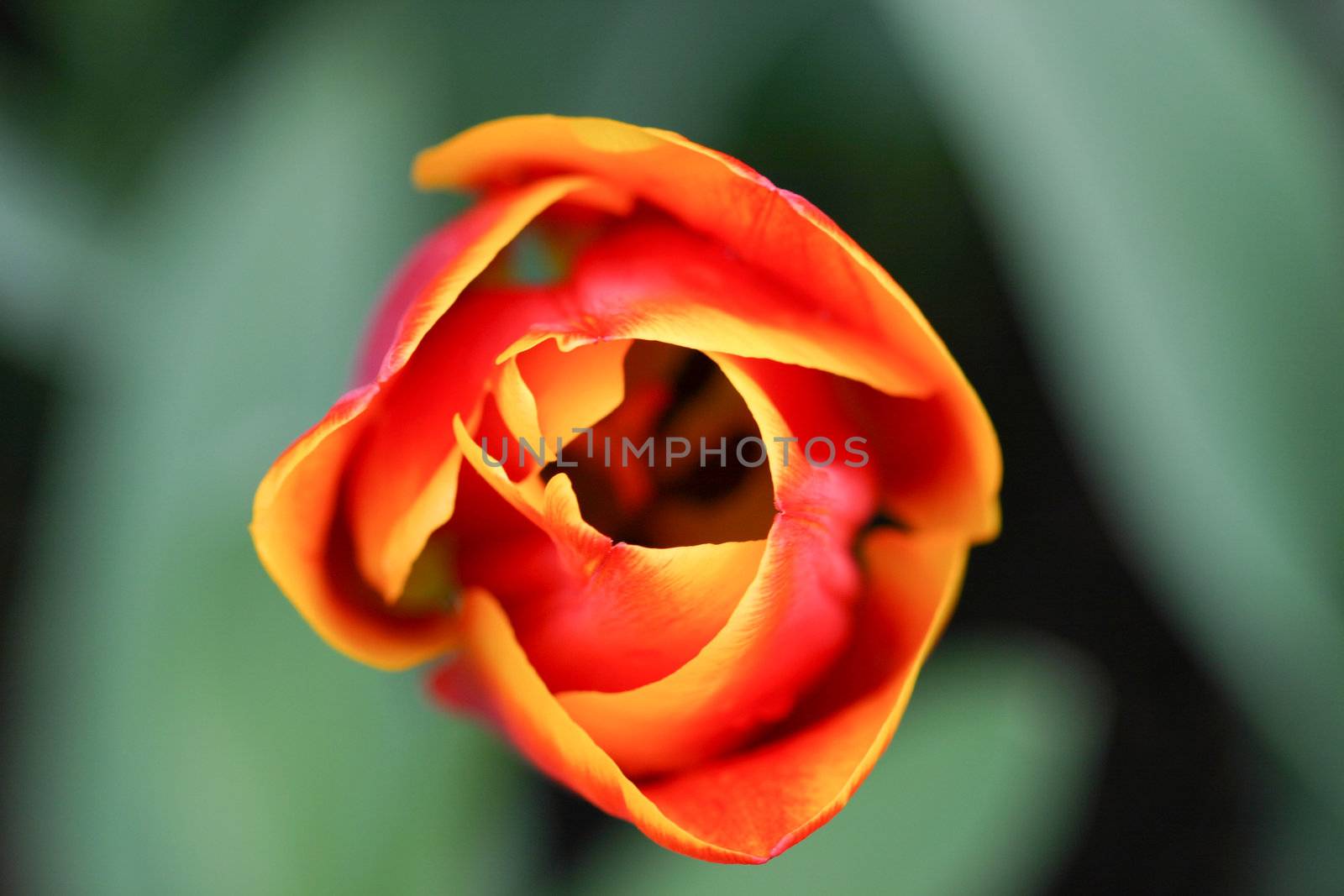 Pretty tulip by Fotosmurf