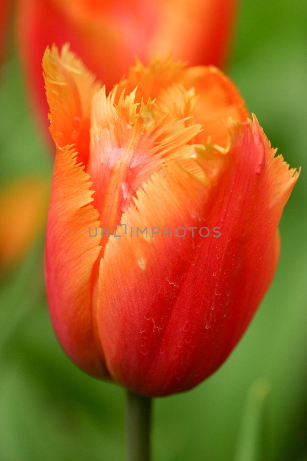 Orange tulip in closeup