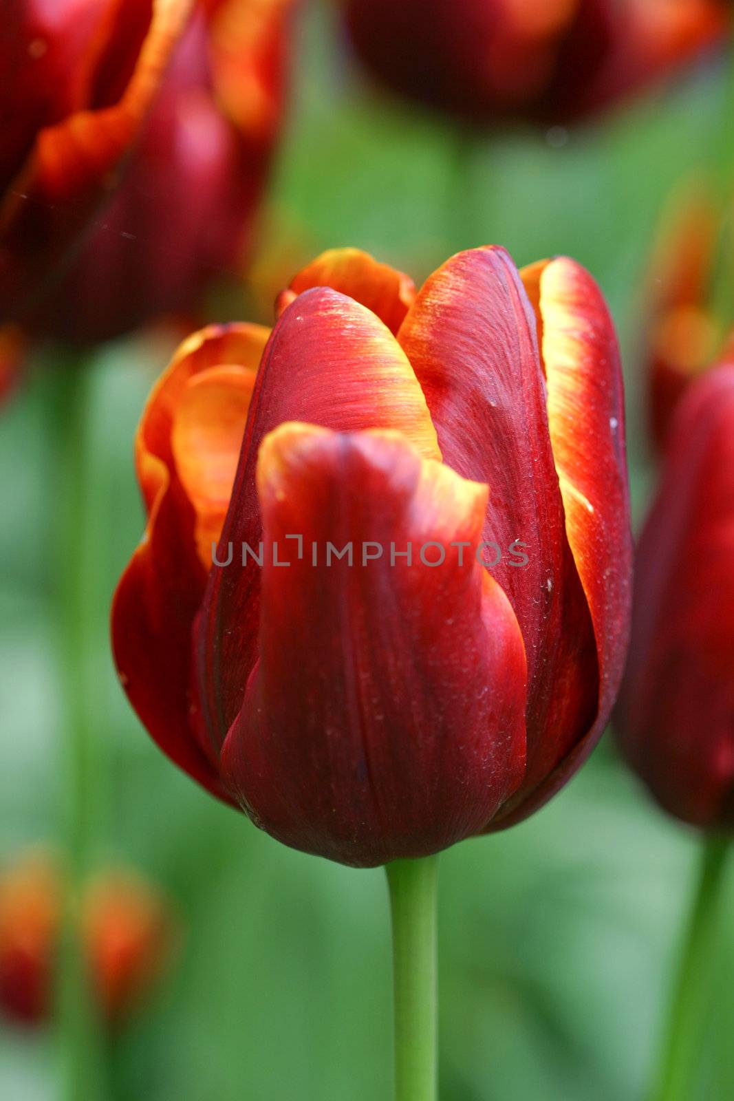 Tulips in closeup