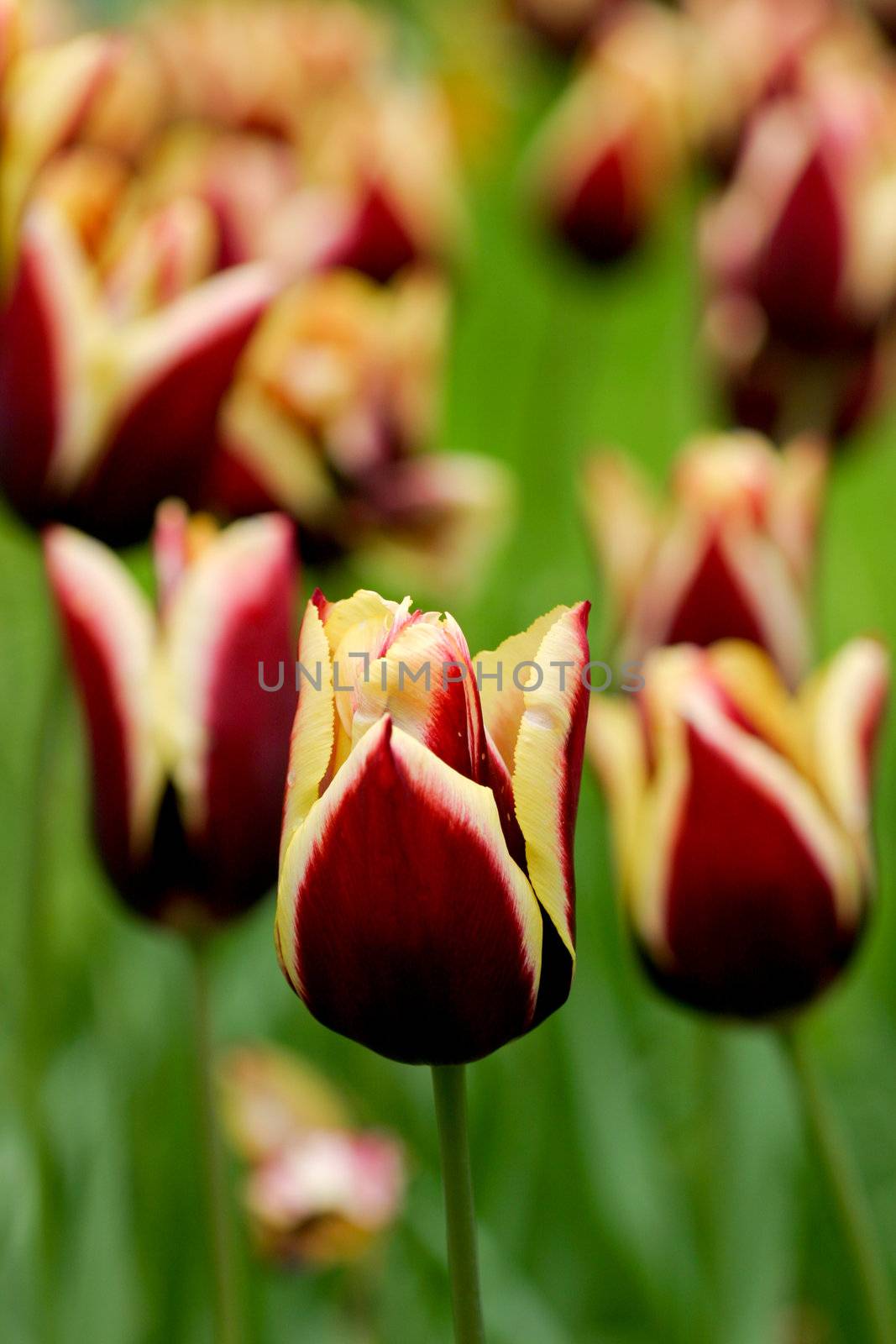 Beautiful multi colored tulips