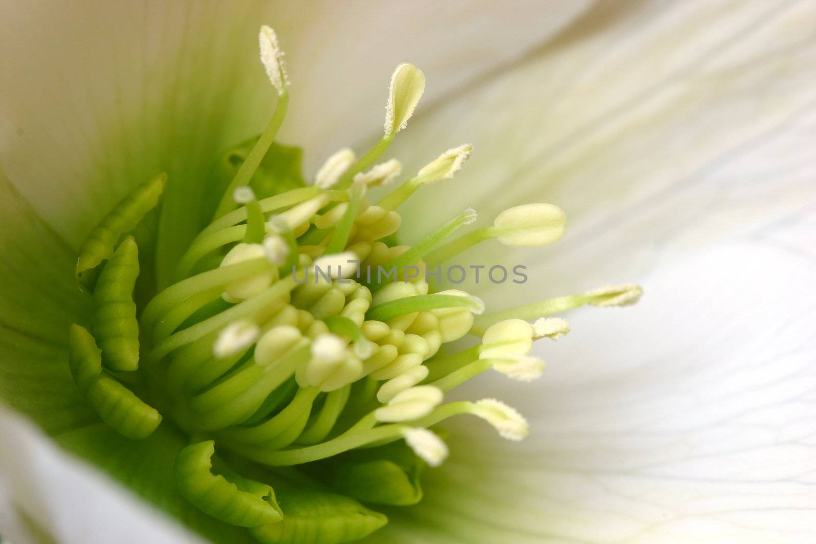 Helleborus orientalis by Fotosmurf