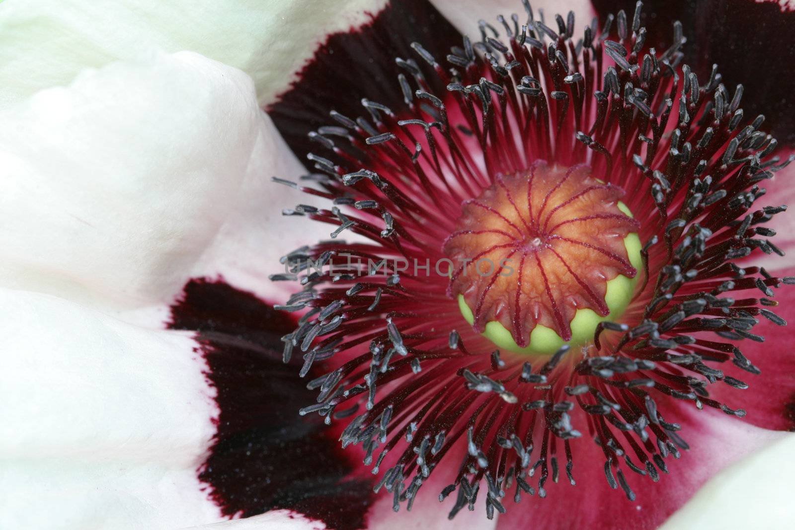 Closeup of the stamen of a poppy orientalis