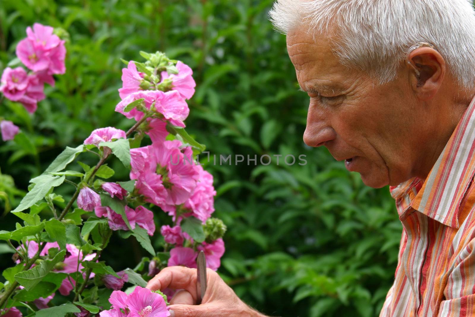 Senior man gardening and looking after the flowers