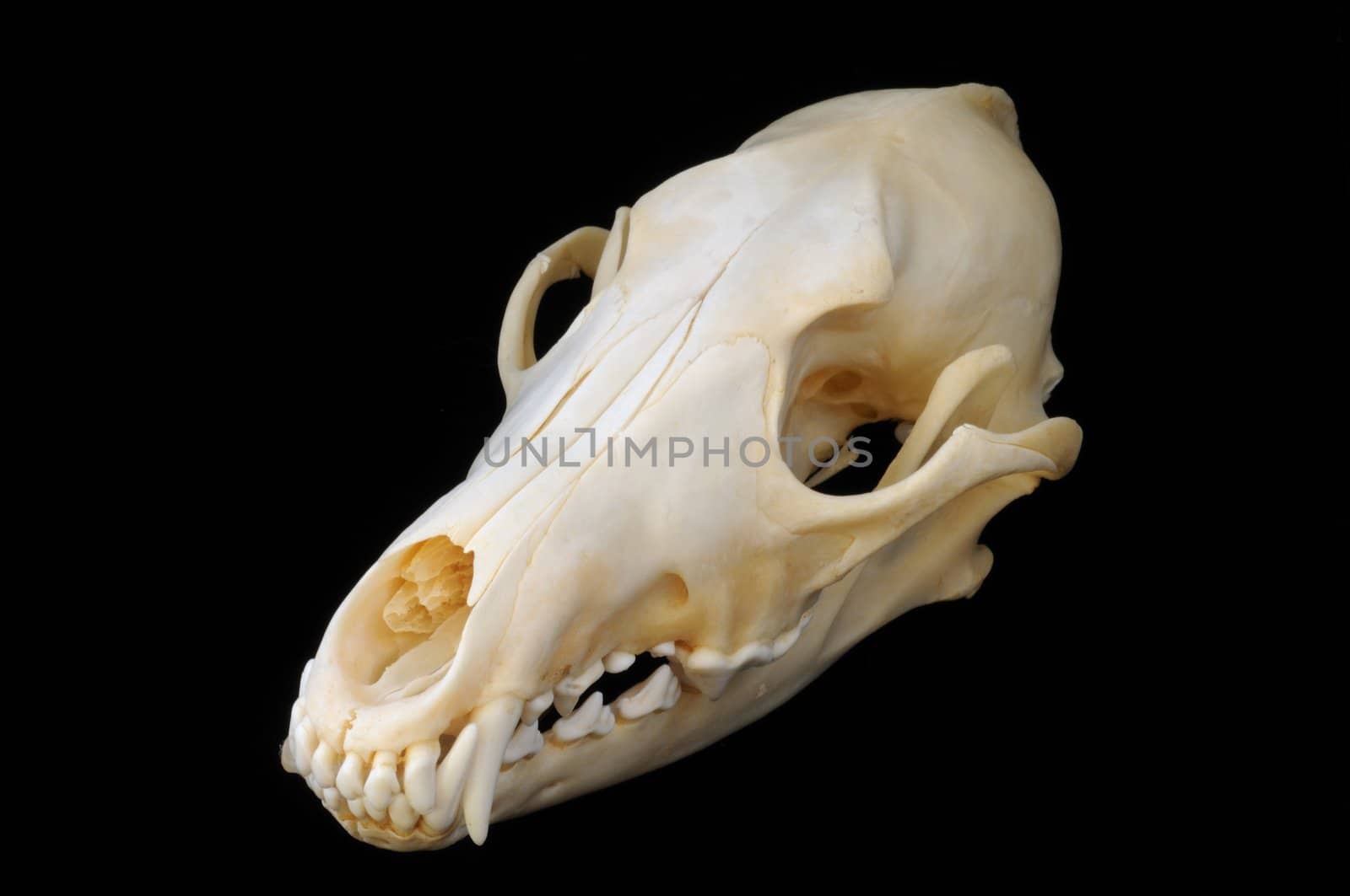 A three-quarters view of a real coyote skull on a black background, with sharp teeth and finely detailed skeletal structure.