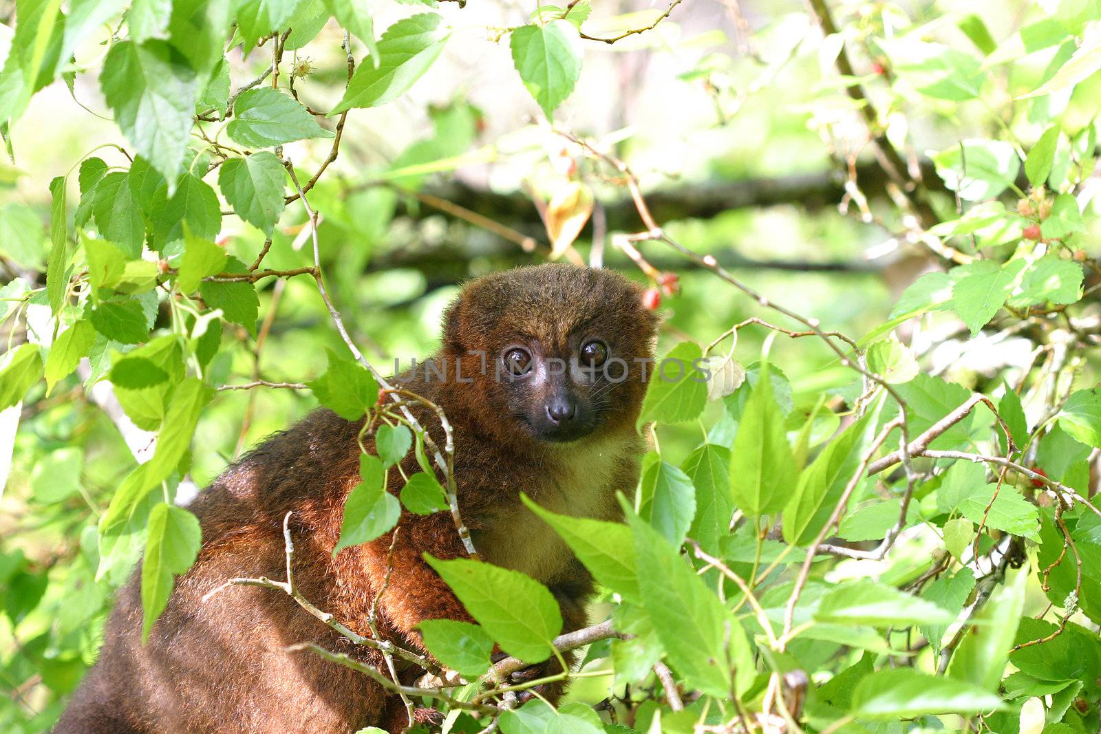 Red bellied lemur of madagascar by Fotosmurf