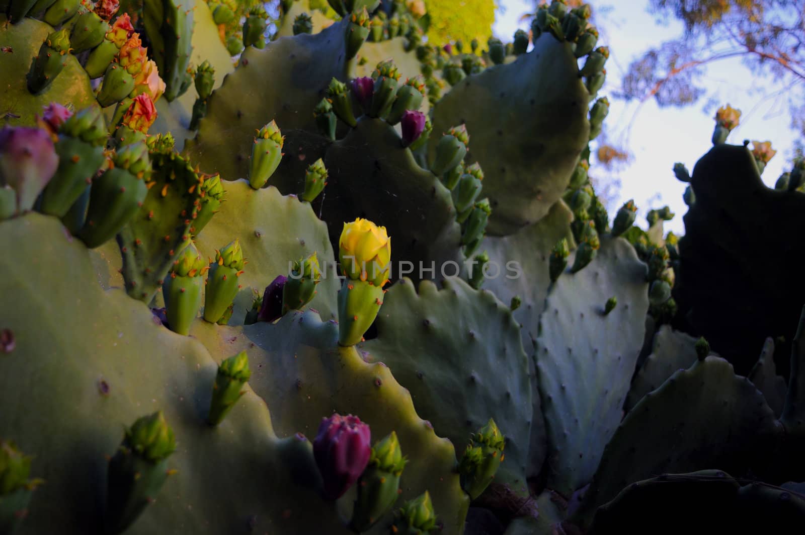 A miniature landscape of prickly pear cactus in bloom.
