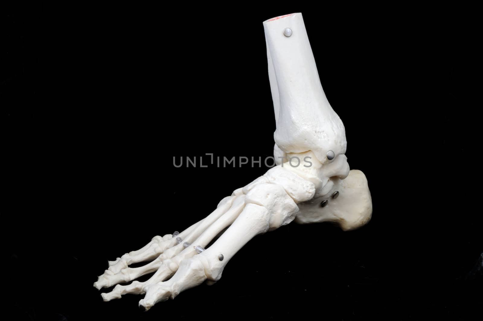 A highly detailed articulated model of a human foot, with all the bones represented, from the toes to just past the ankle.
