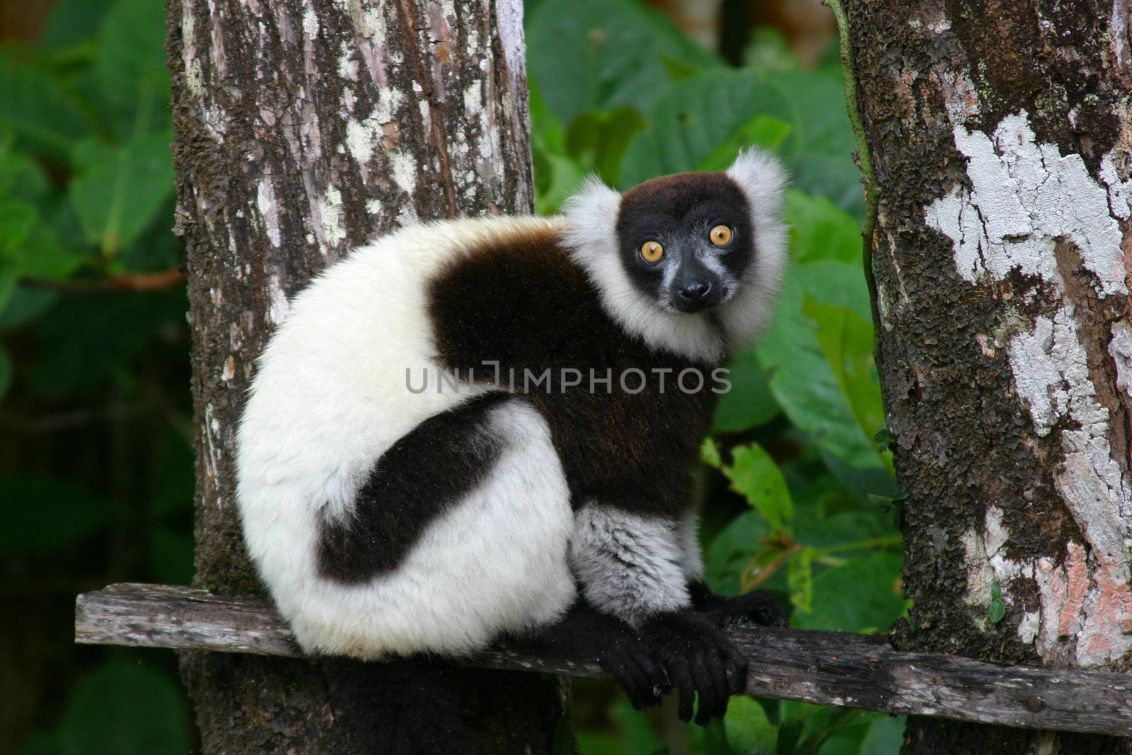 Lemur by Fotosmurf