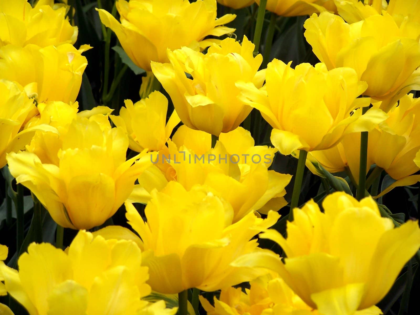 Close up of the bright yellow tulips.