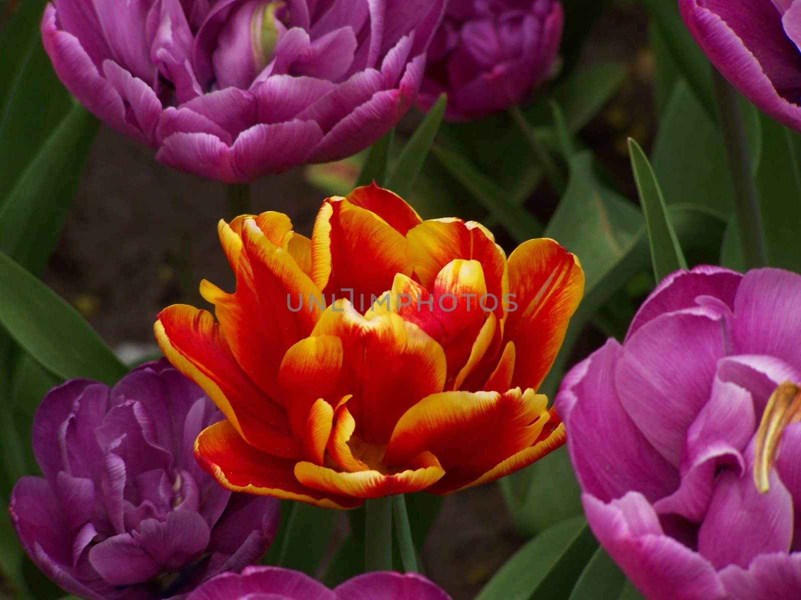 Bright colors of the tulips. Close up.