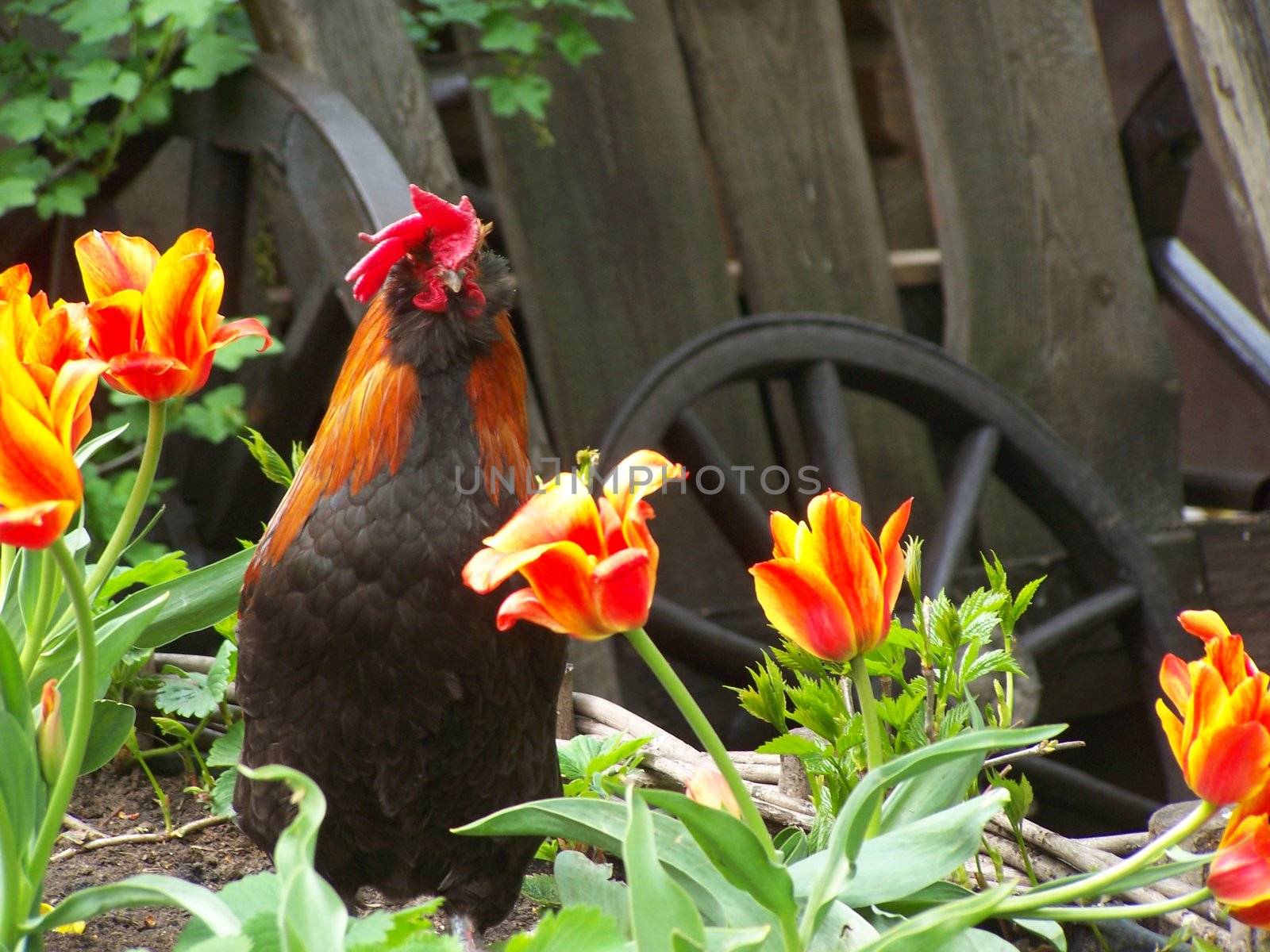 Cock walking among tulips. Close up.