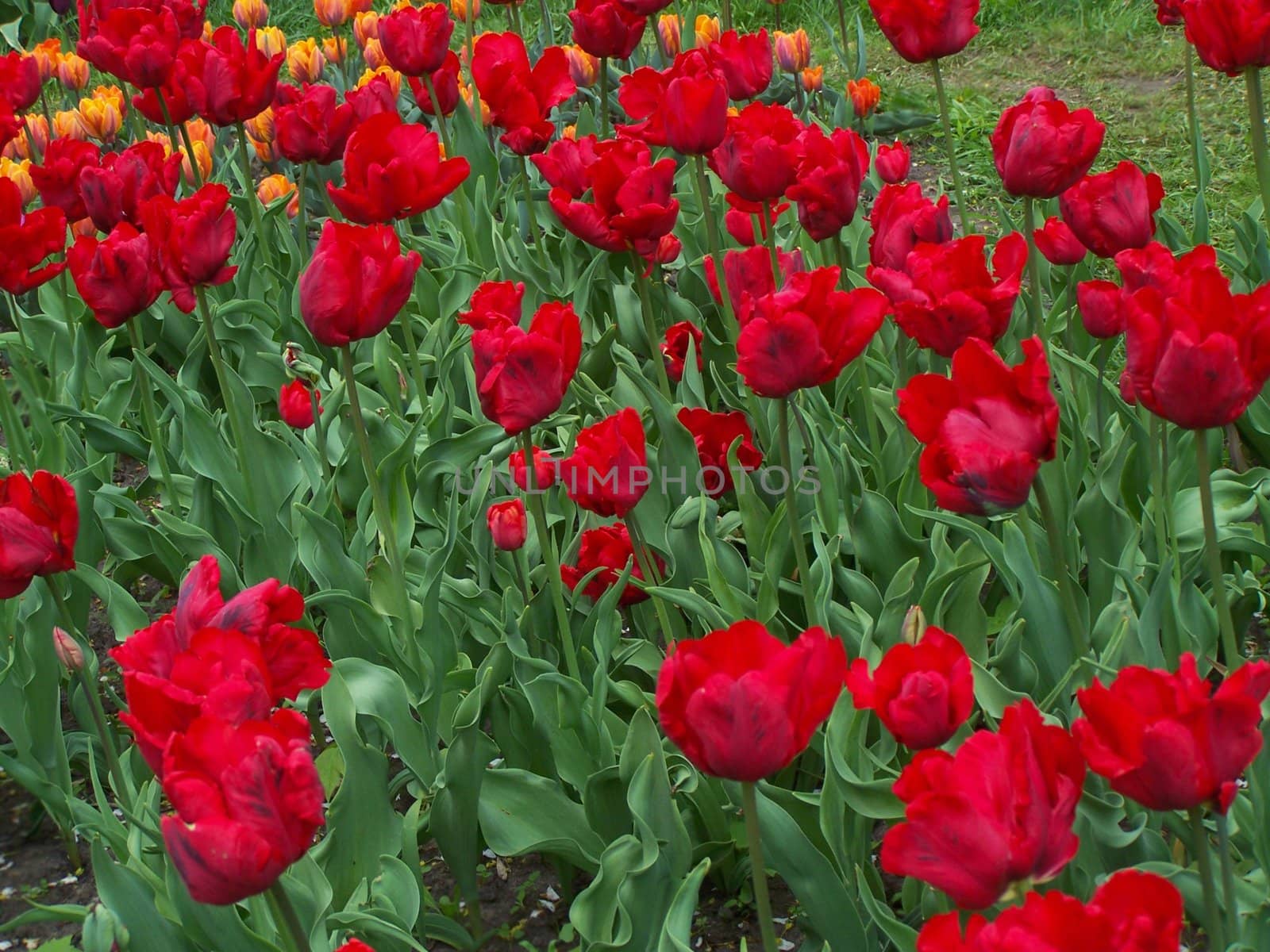 Bright red and orange flowers. Close up.