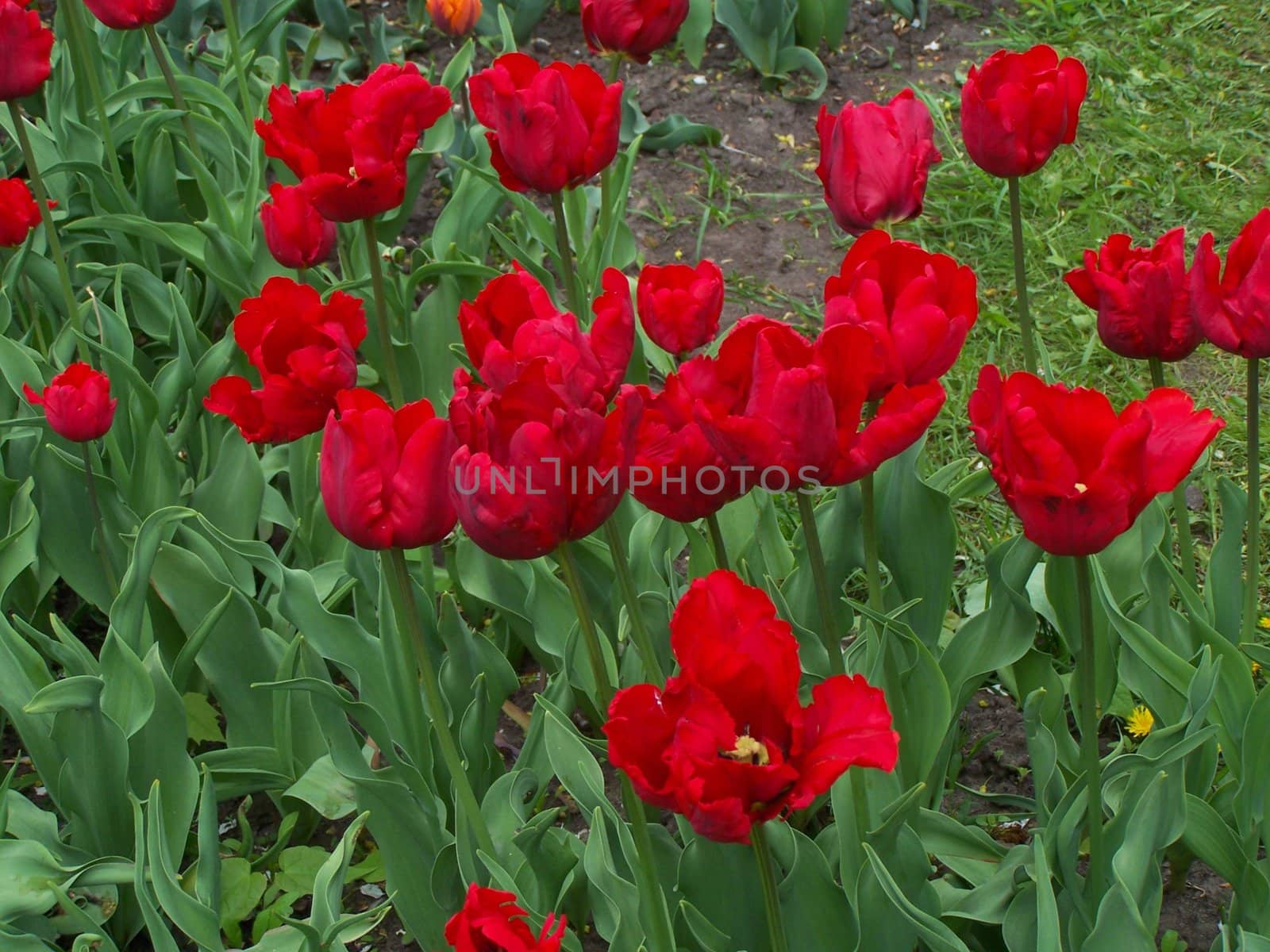 Close up of bright red tulips. Day.