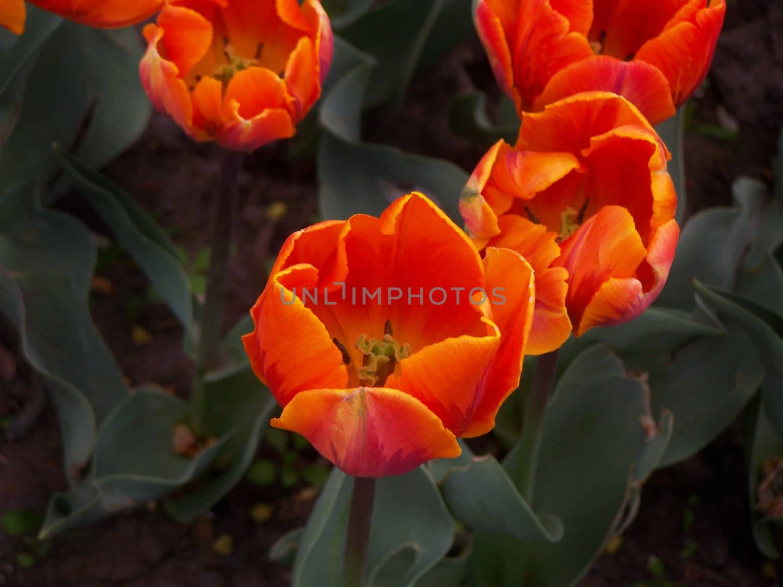 Bright orange tulips. Close up. Back ground.
