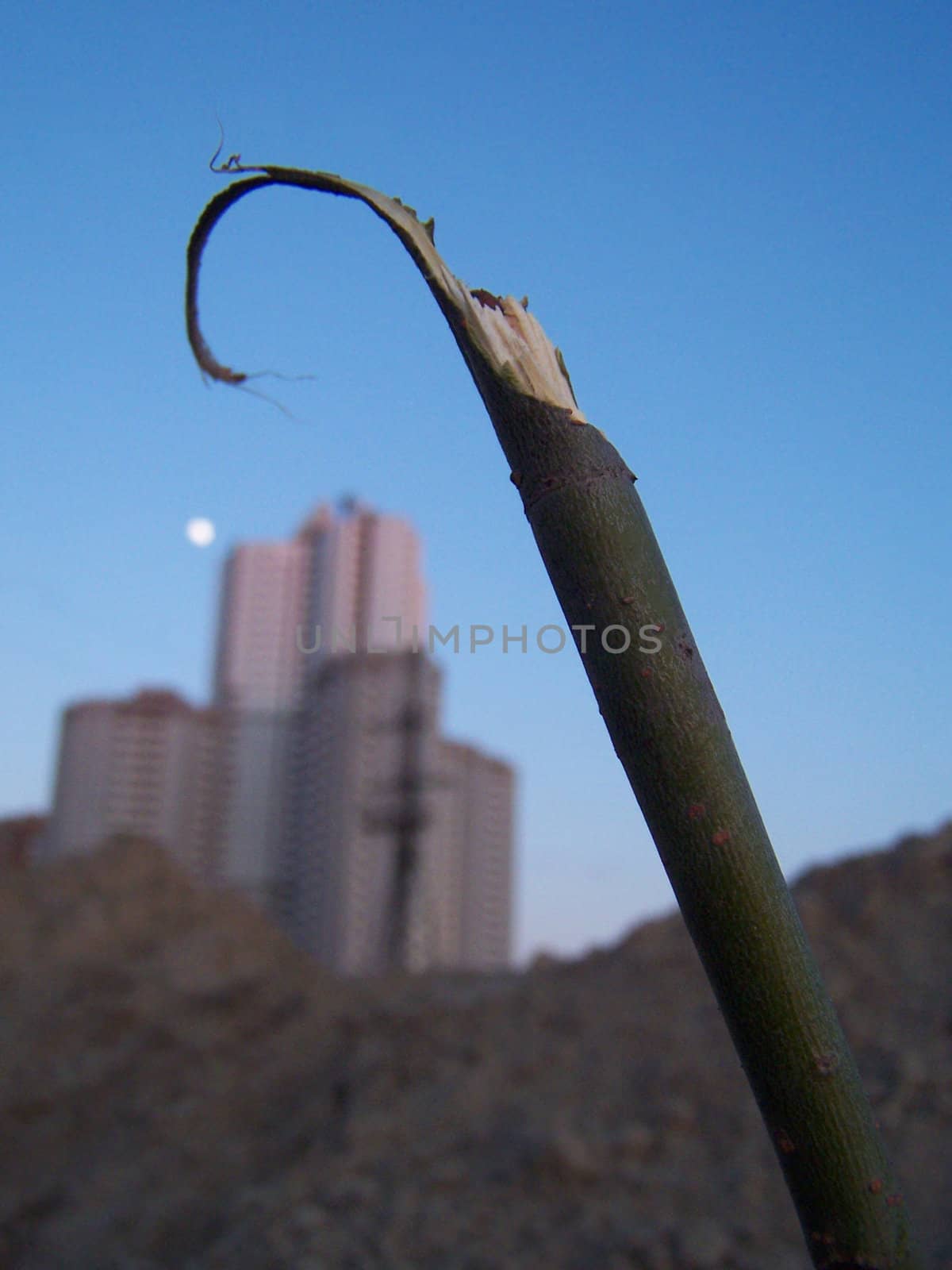 Broken branch and the building. Close up.