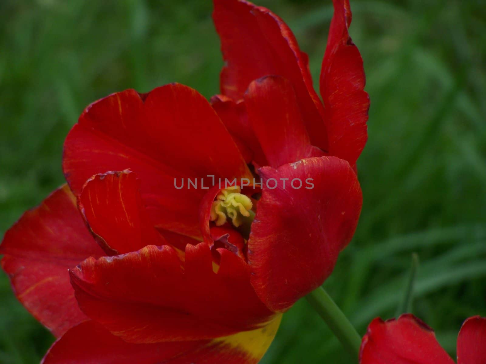 Passion of the Tulip. by Lessadar