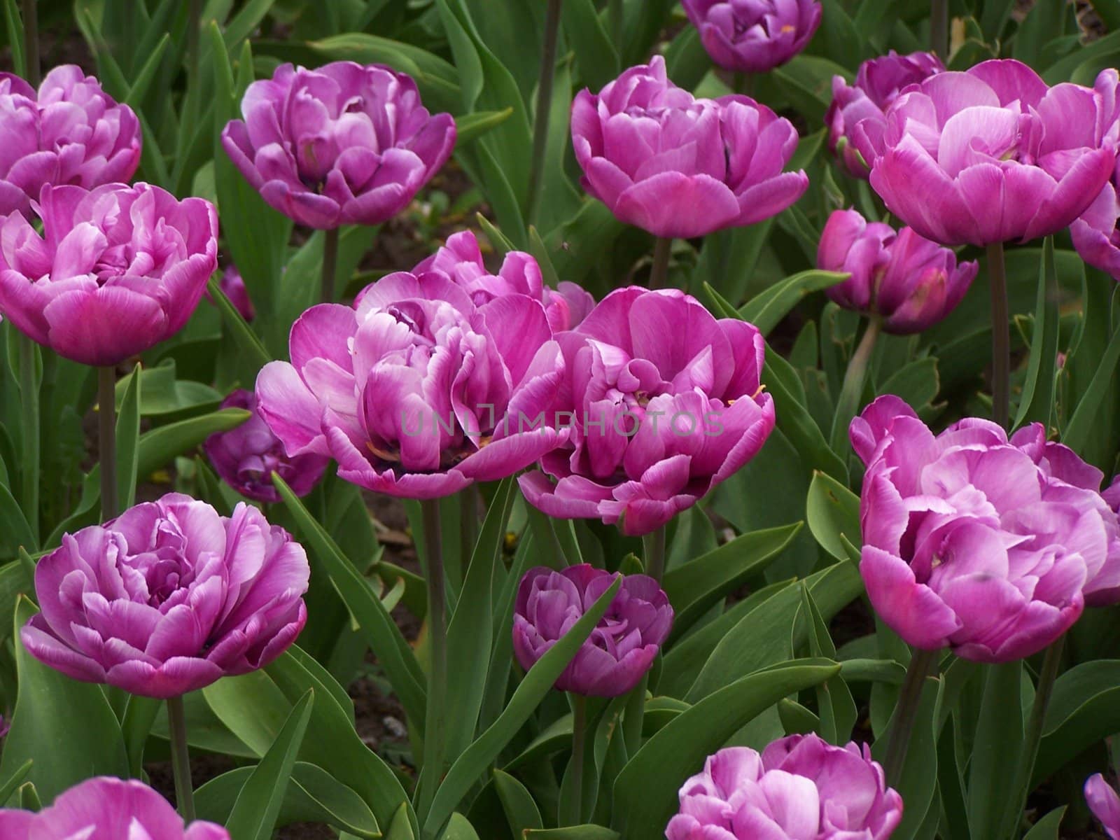 Many purple tulips. Green leaves. Close up.