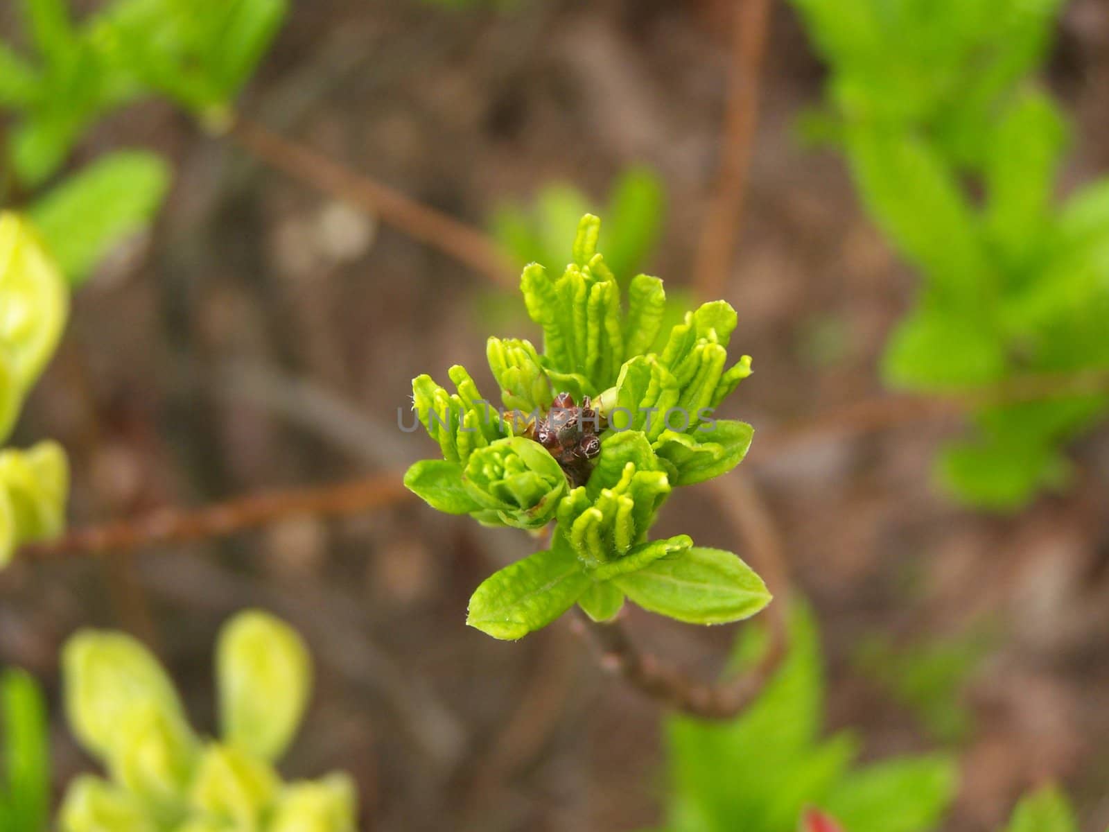 Fresh leaf-bud. Close up. Spring park.