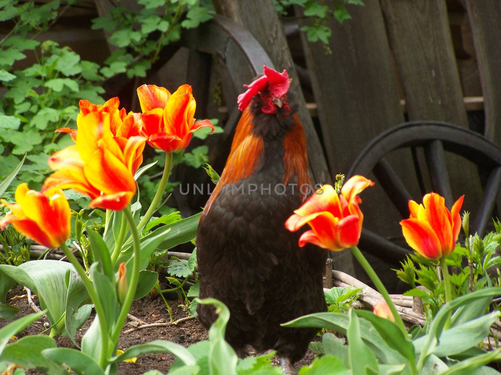 Bright cock among orange tulips.