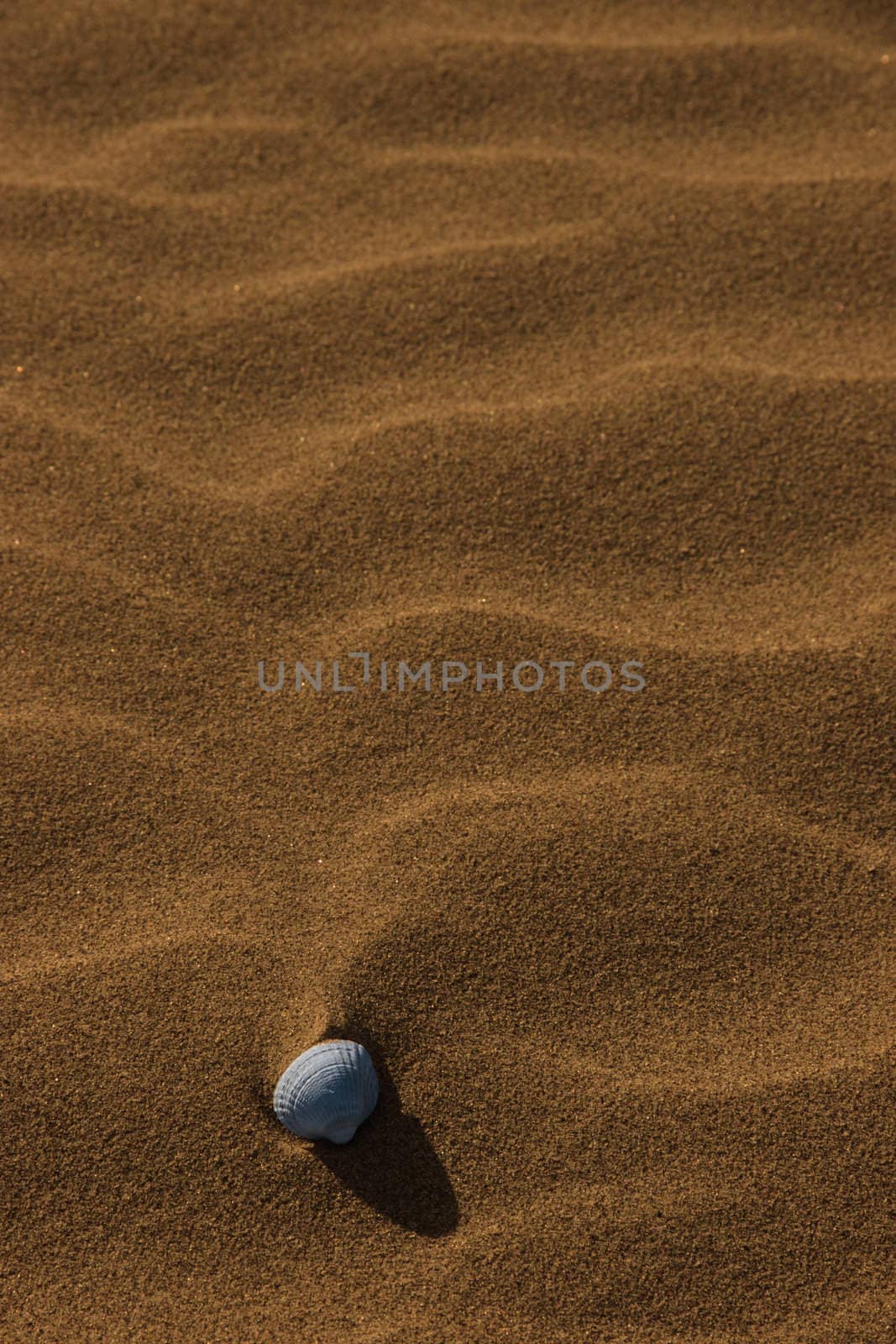 a seashell on a rippled golden sandy beach in county kerry ireland