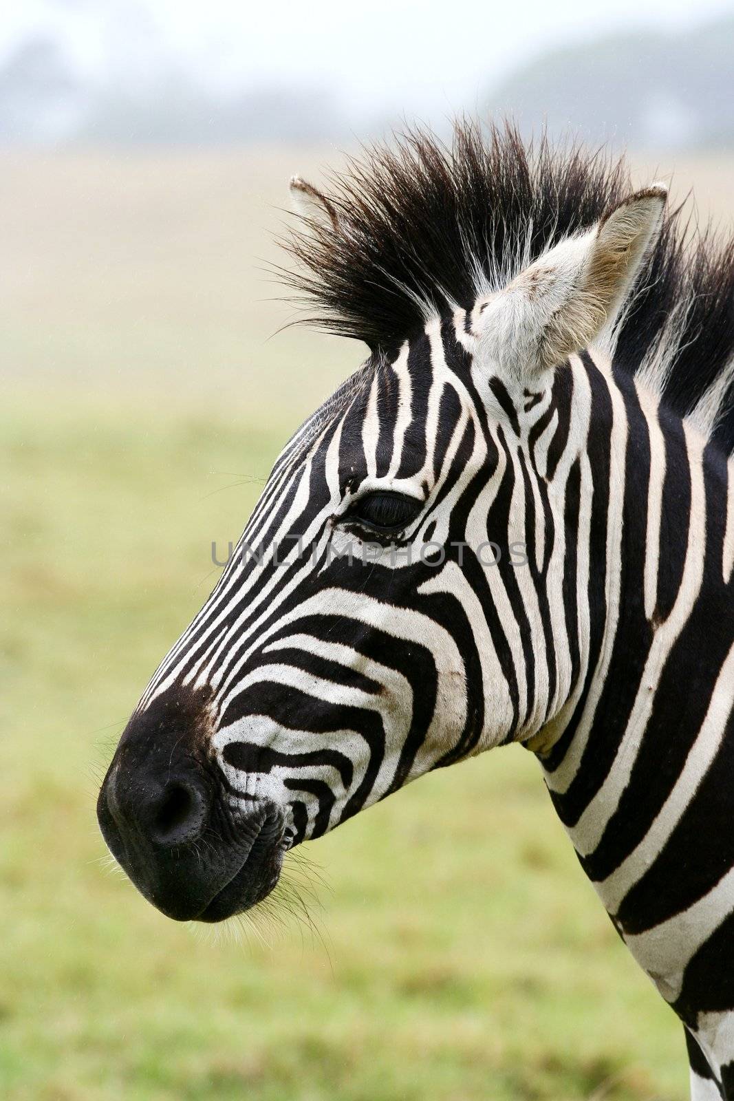 Portrait of a handsome zebra with black and white stripes