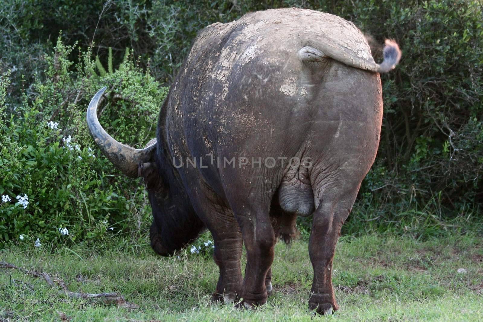 Ugly rump of a large African buffalo with big horns