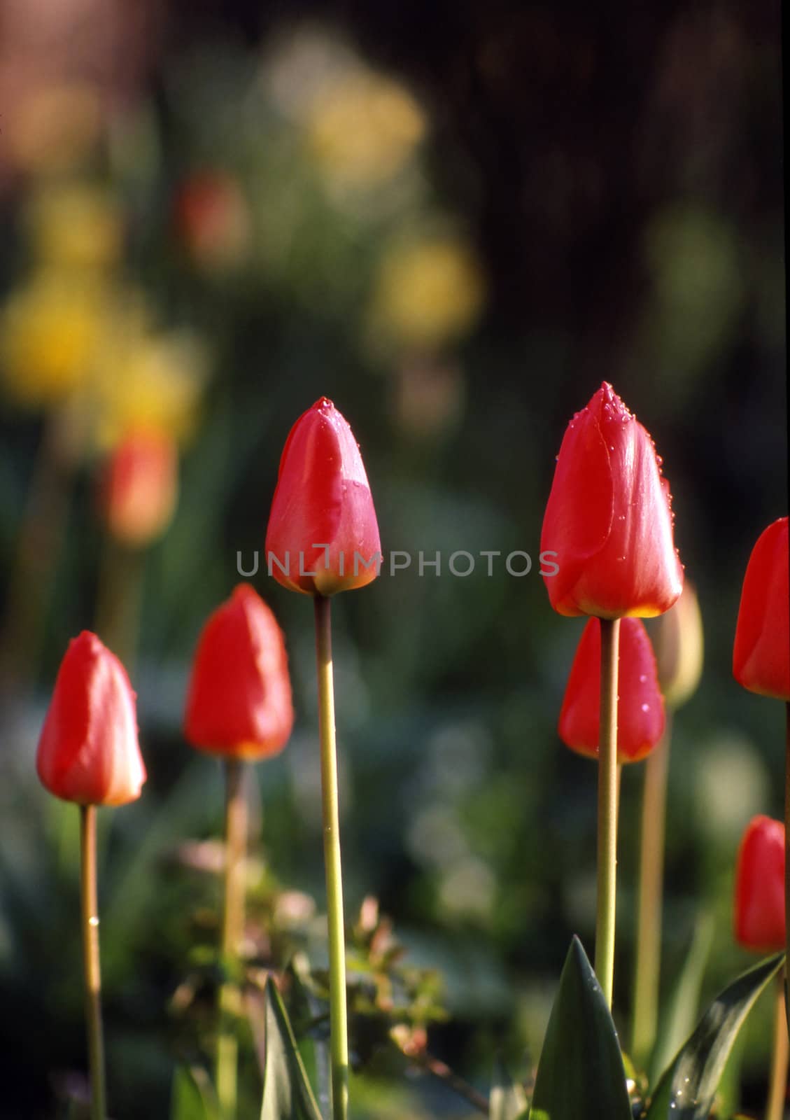 Red tulips early morning with morning dew on petals