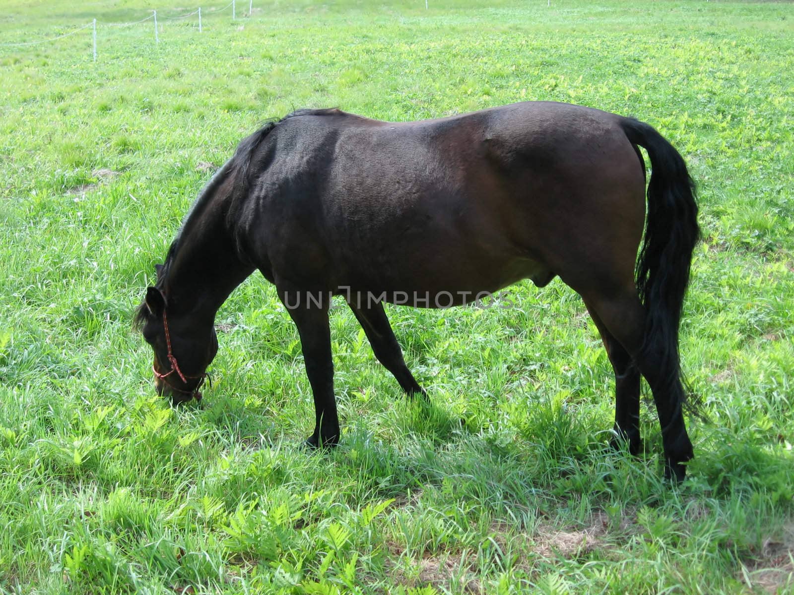 dark brown horse, grazing in a sunny green pasture